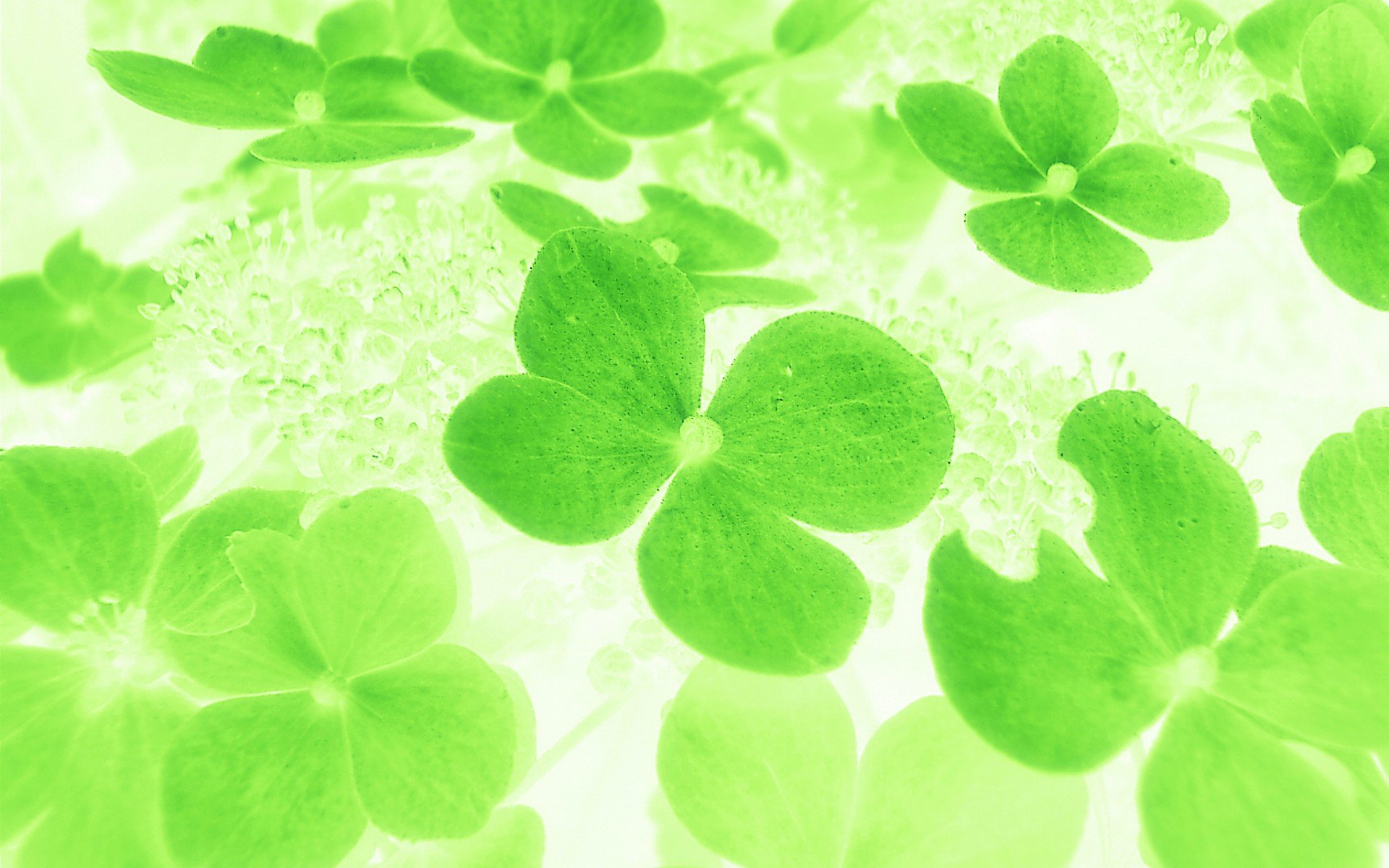 温馨一刻,小清新,风景,绿色养眼,三叶草,幸运草,植物