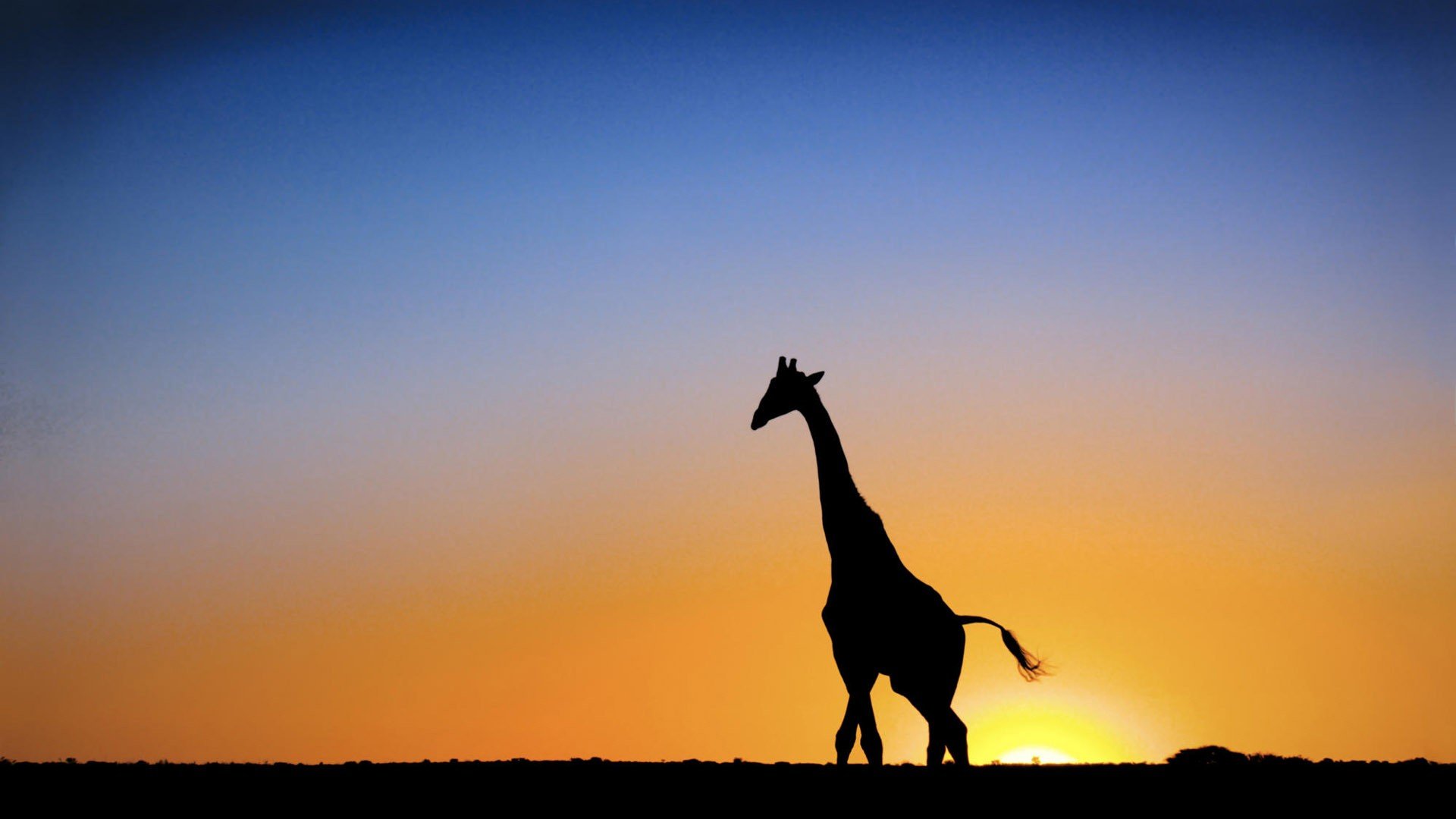 动物,野生动物,大自然,长颈鹿