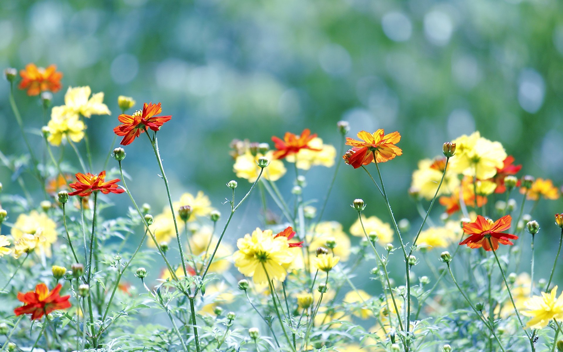 小清新,唯美,娇艳欲滴,花儿,春天,温暖,温馨一刻,清新淡雅,鸟语花香