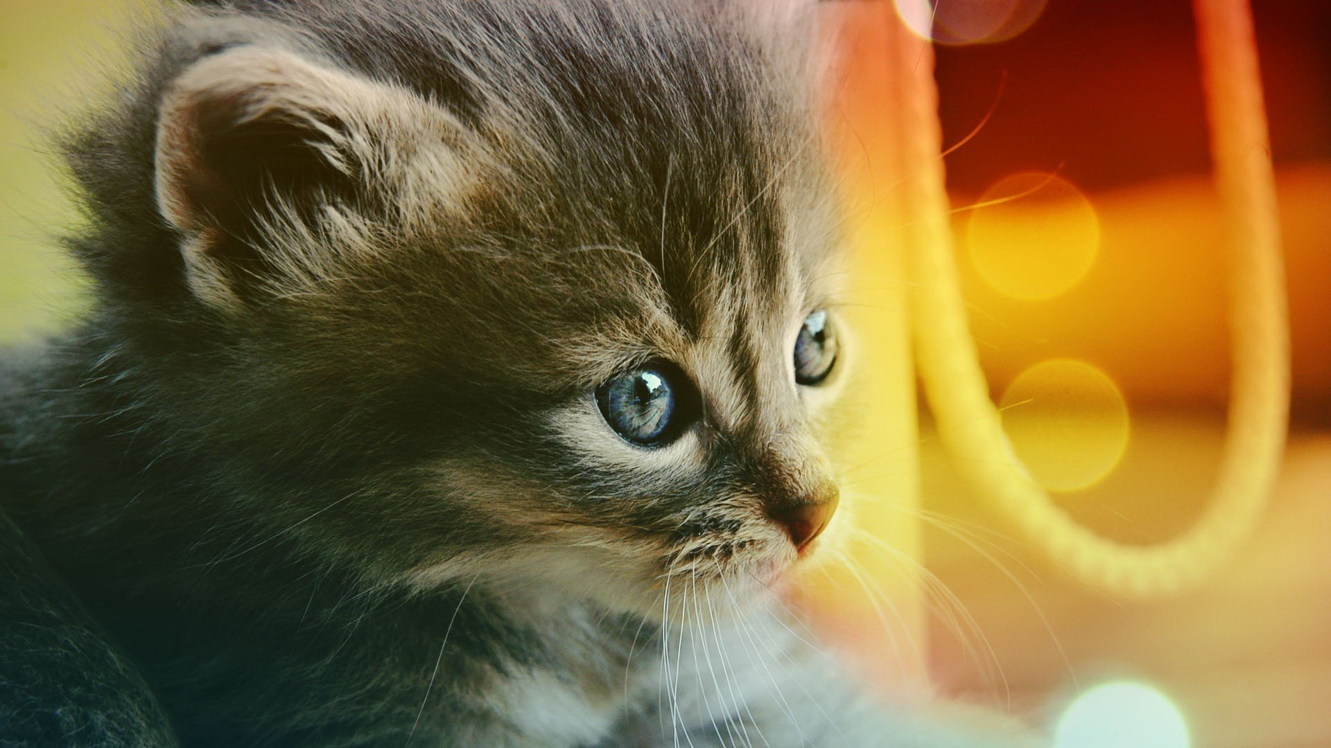 萌宠,动物,萌,可爱,宠物,古灵精怪,卖萌图,猫,喵星人