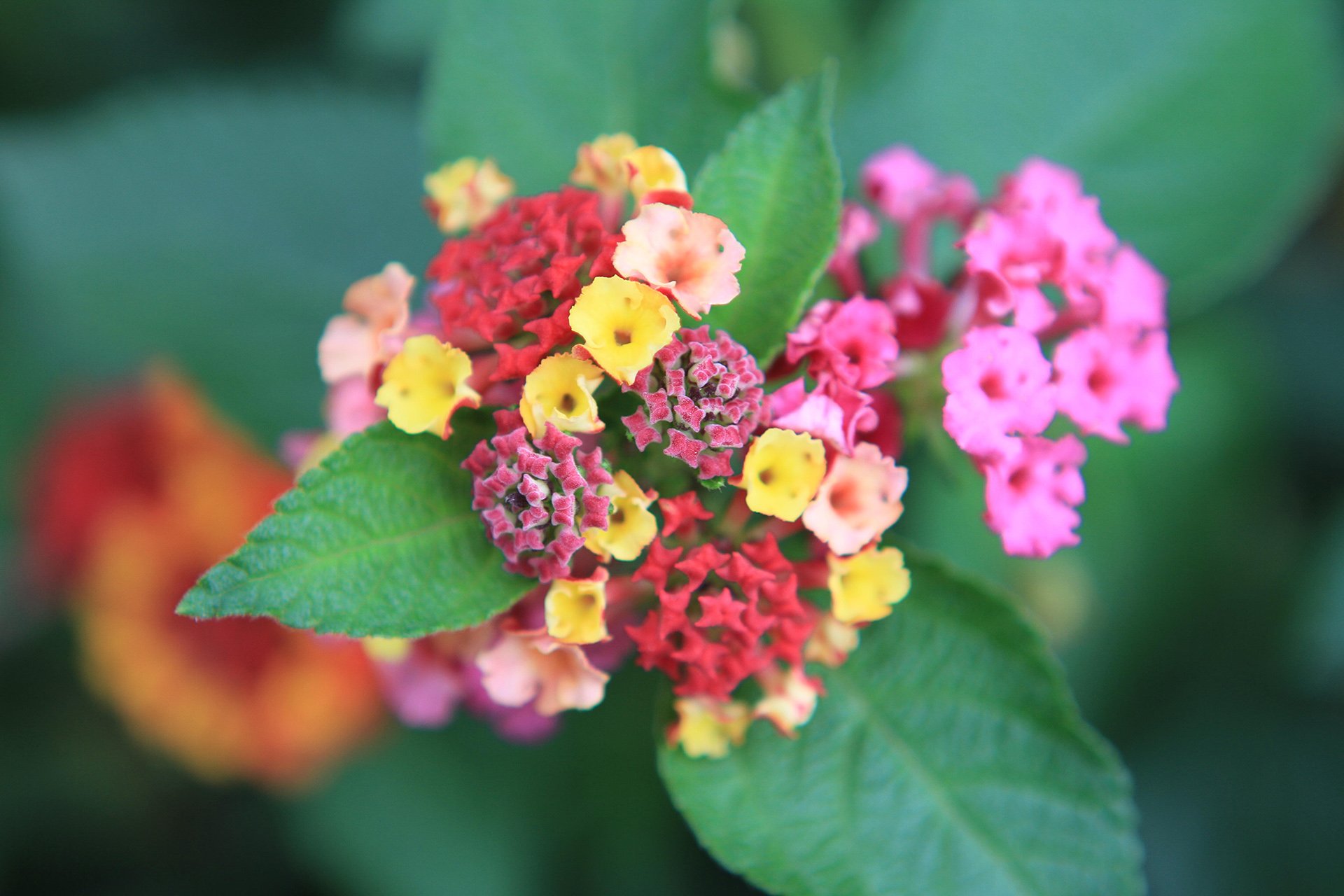 小清新,唯美,娇艳欲滴,花儿,春天,温暖,温馨一刻,清新淡雅,鸟语花香