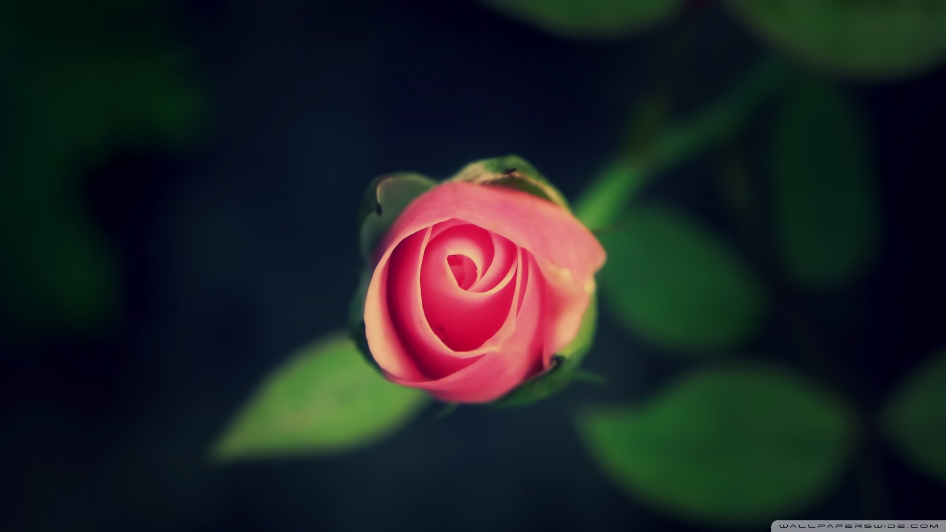 小清新,唯美,娇艳欲滴,花儿,春天,温暖,温馨一刻,清新淡雅,鸟语花香