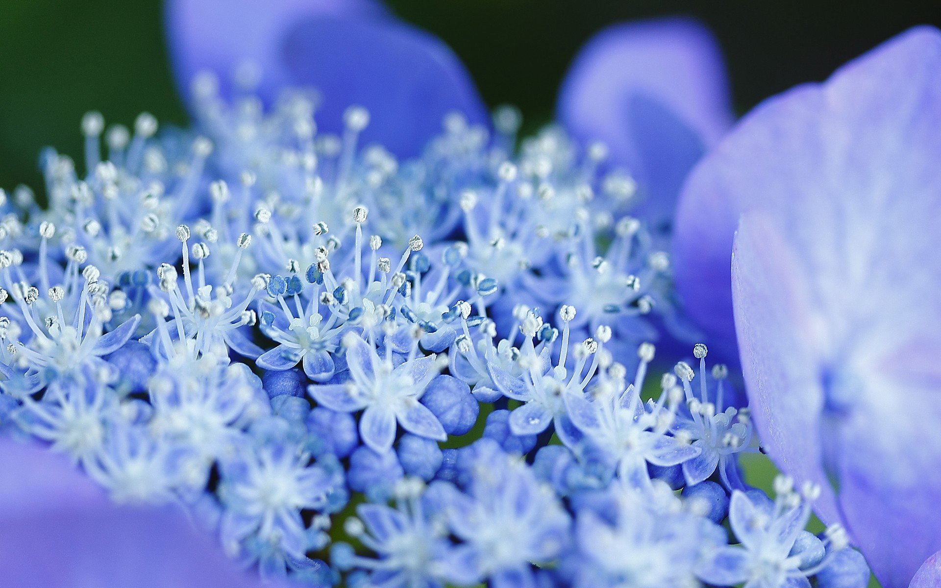 小清新,唯美,娇艳欲滴,花儿,春天,温暖,温馨一刻,清新淡雅,鸟语花香