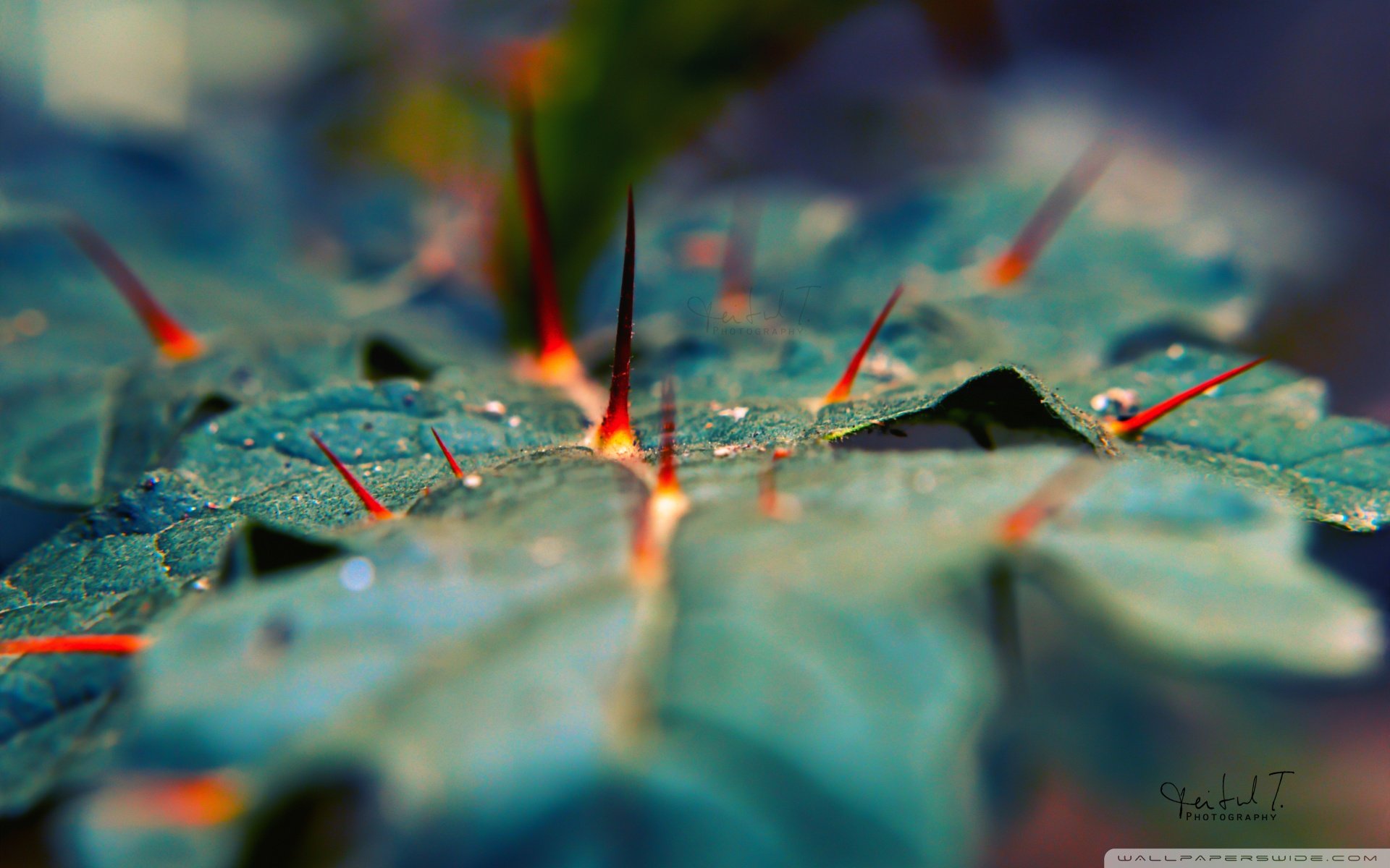 小清新,唯美,娇艳欲滴,花儿,春天,温暖,温馨一刻,清新淡雅,鸟语花香