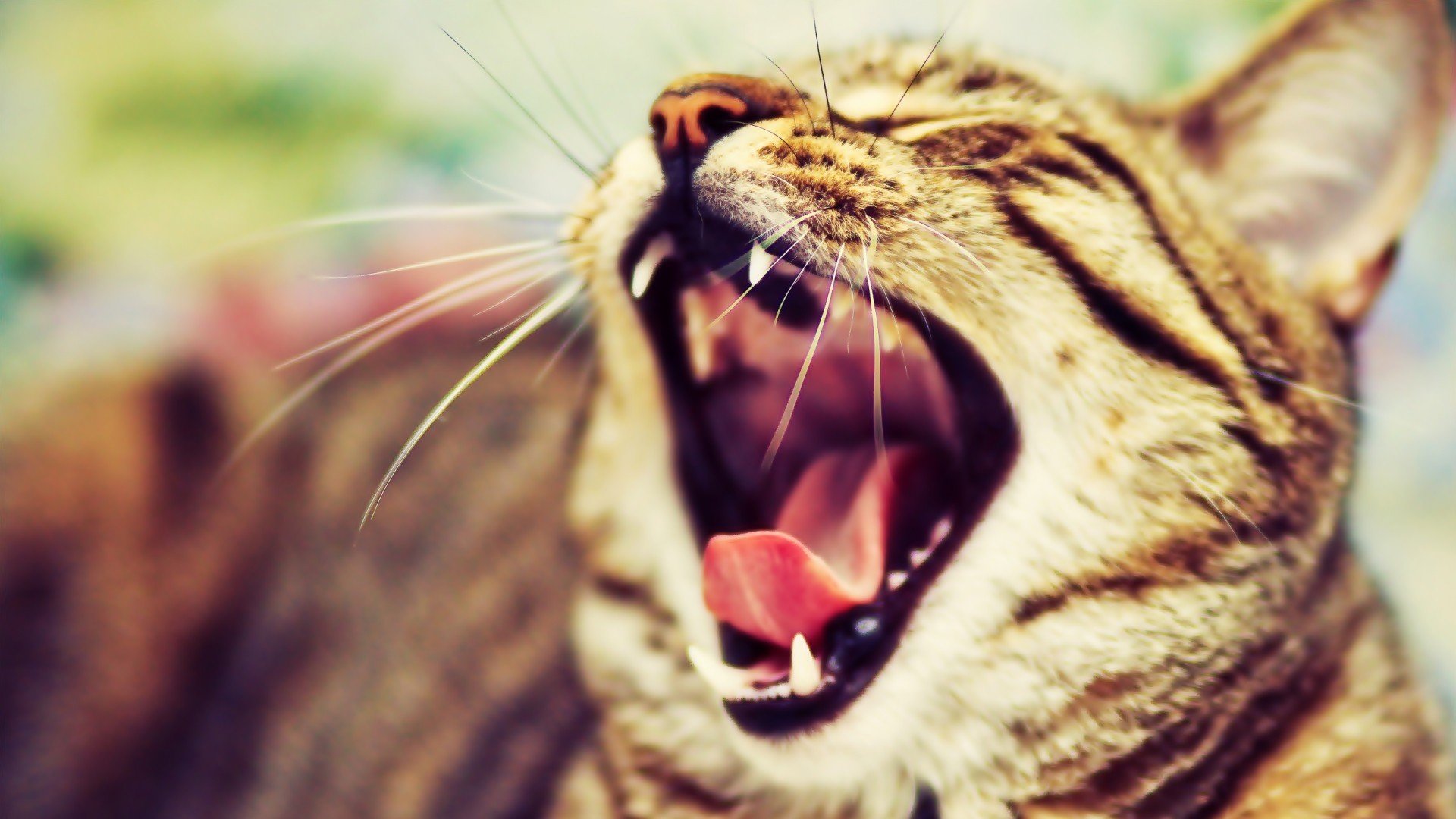 萌宠,动物,萌,可爱,宠物,古灵精怪,卖萌图,猫,喵星人