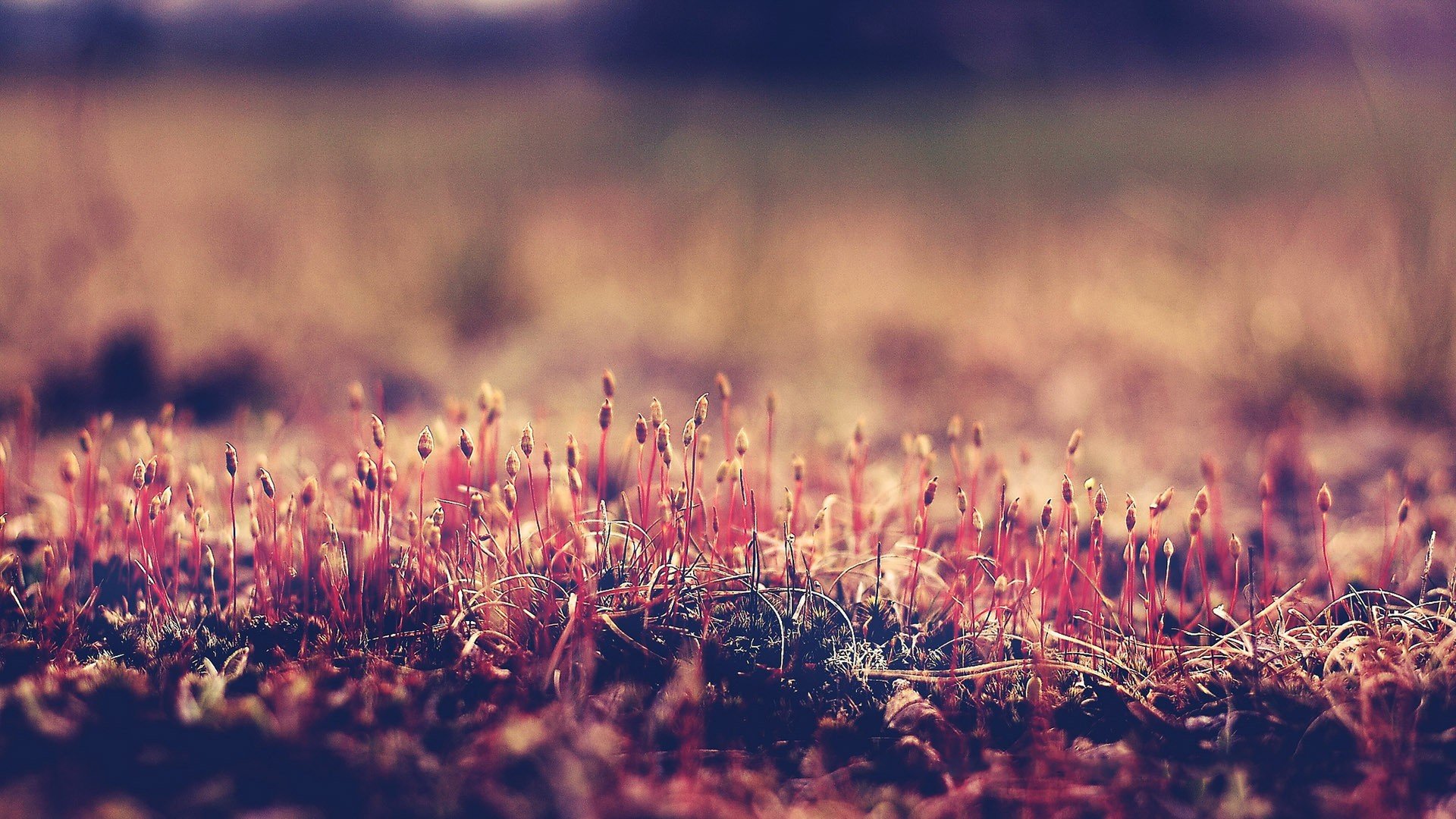 小清新,唯美,温暖,安静