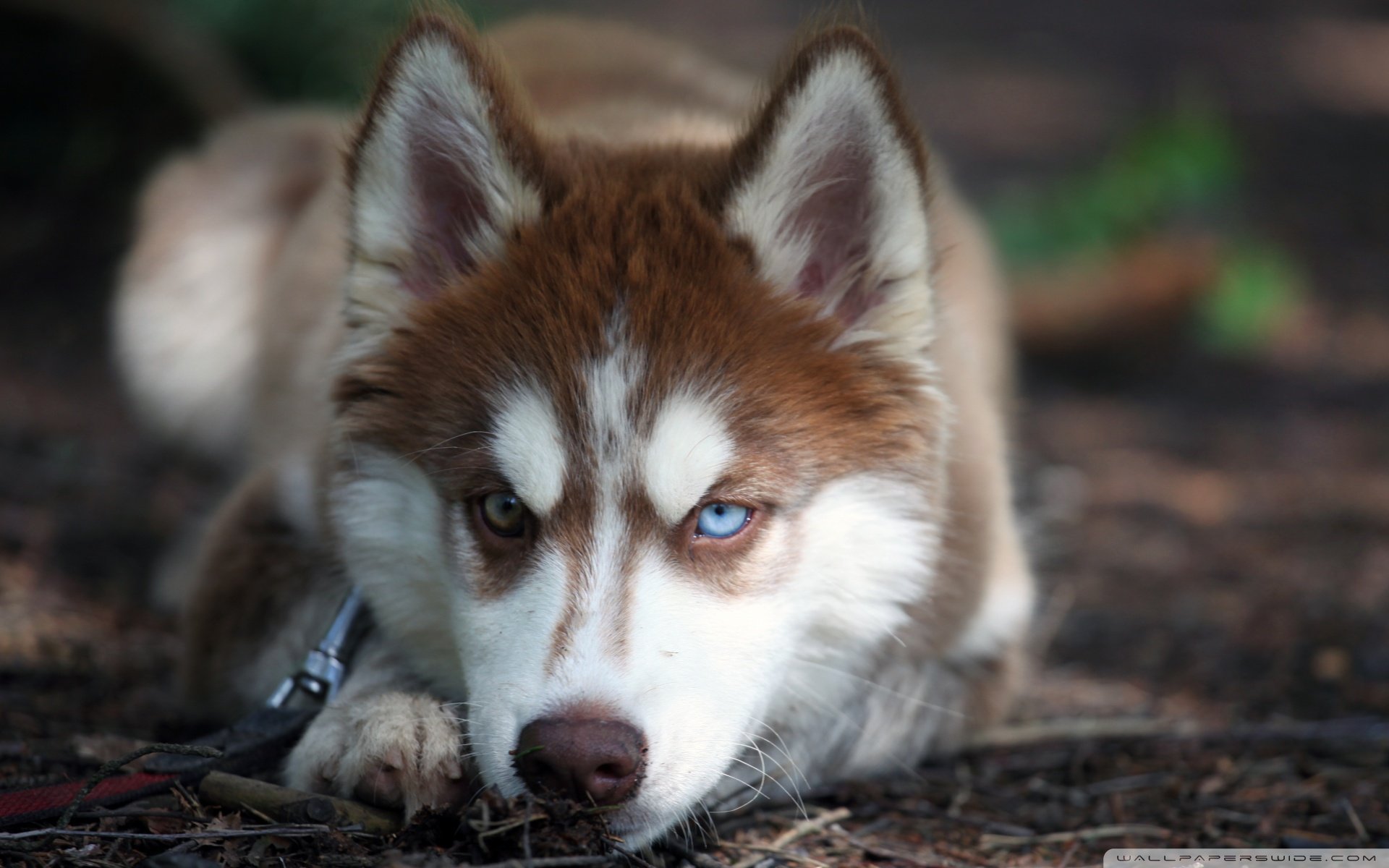 萌宠,动物,萌,可爱,宠物,古灵精怪,卖萌图,狗,汪星人