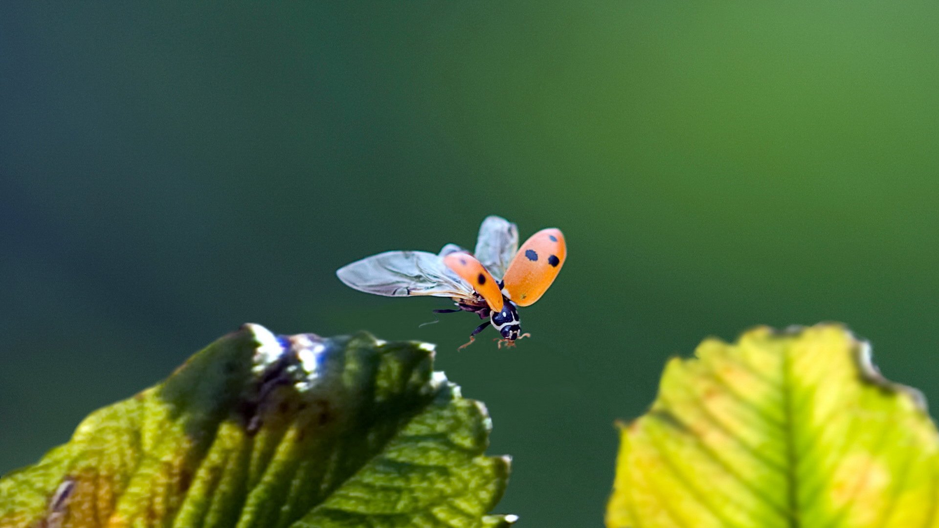 小清新,风景,自然风光,绿色植物,绿色养眼,春天,唯美,安静