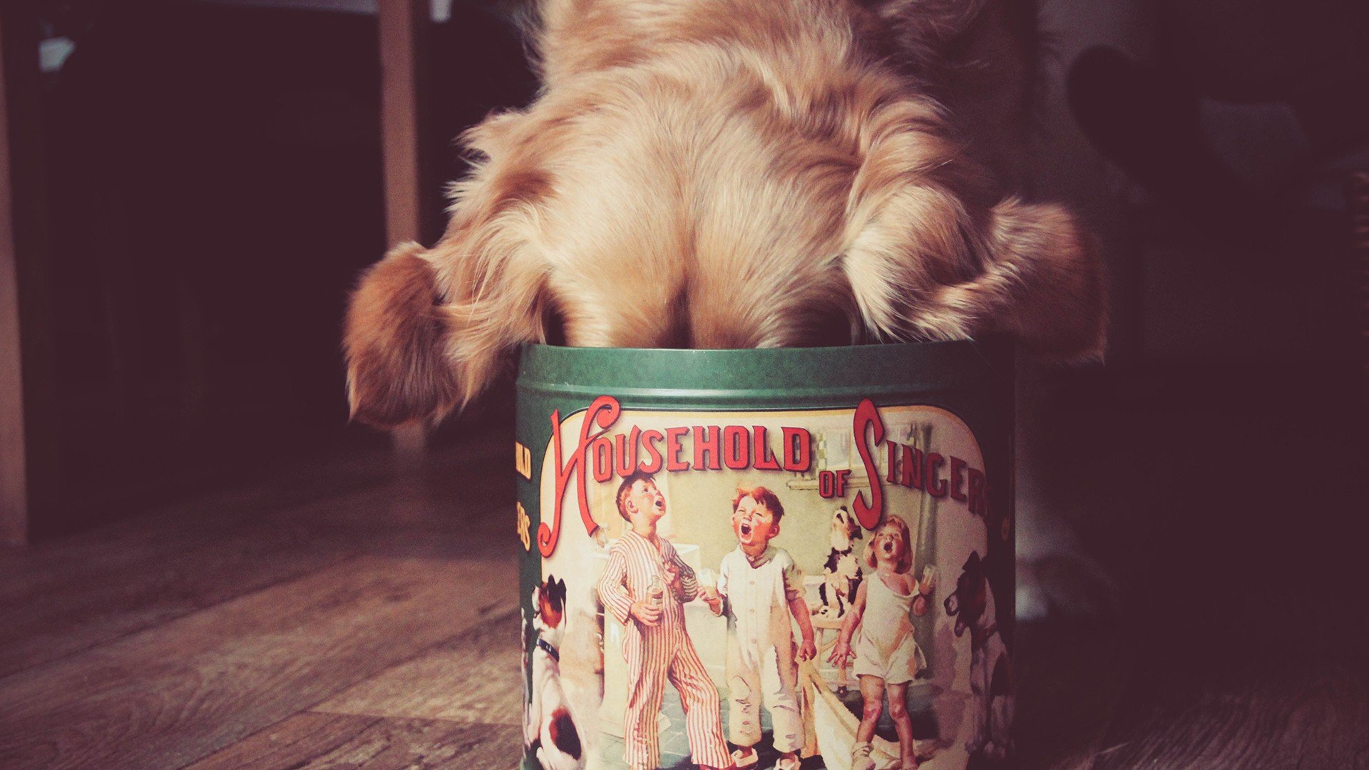 萌宠,动物,萌,可爱,宠物,古灵精怪,卖萌图,狗,汪星人