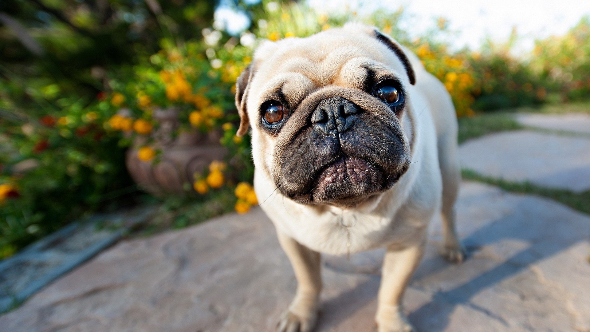 萌宠,动物,萌,可爱,宠物,古灵精怪,卖萌图,狗,汪星人
