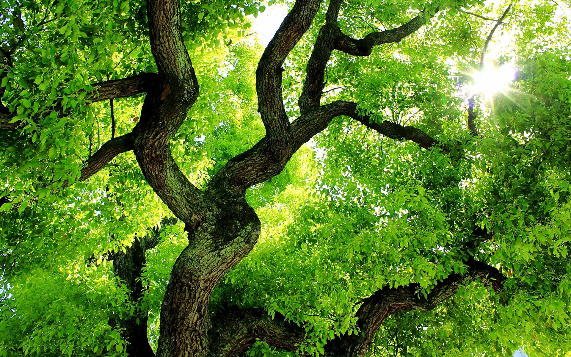 小清新,风景,自然风光,绿色植物,绿色养眼,春天,唯美,安静