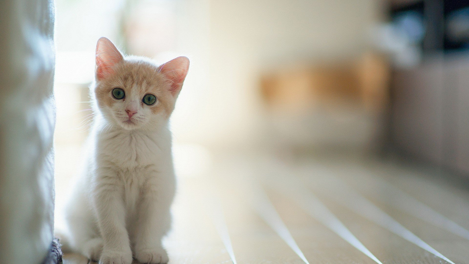 萌宠,动物,萌,可爱,宠物,古灵精怪,卖萌图,猫,喵星人