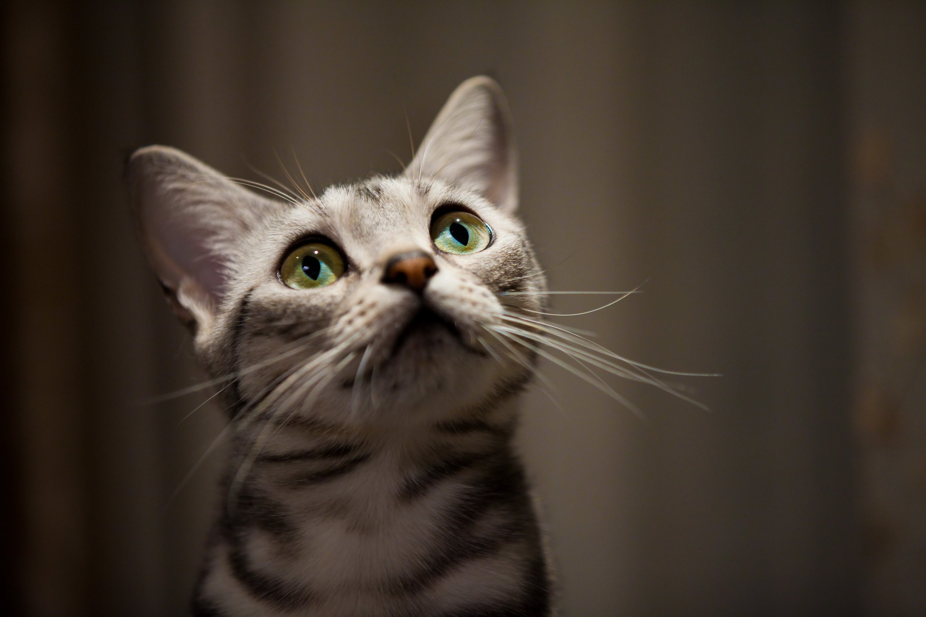 萌宠,动物,萌,可爱,宠物,古灵精怪,卖萌图,猫,喵星人