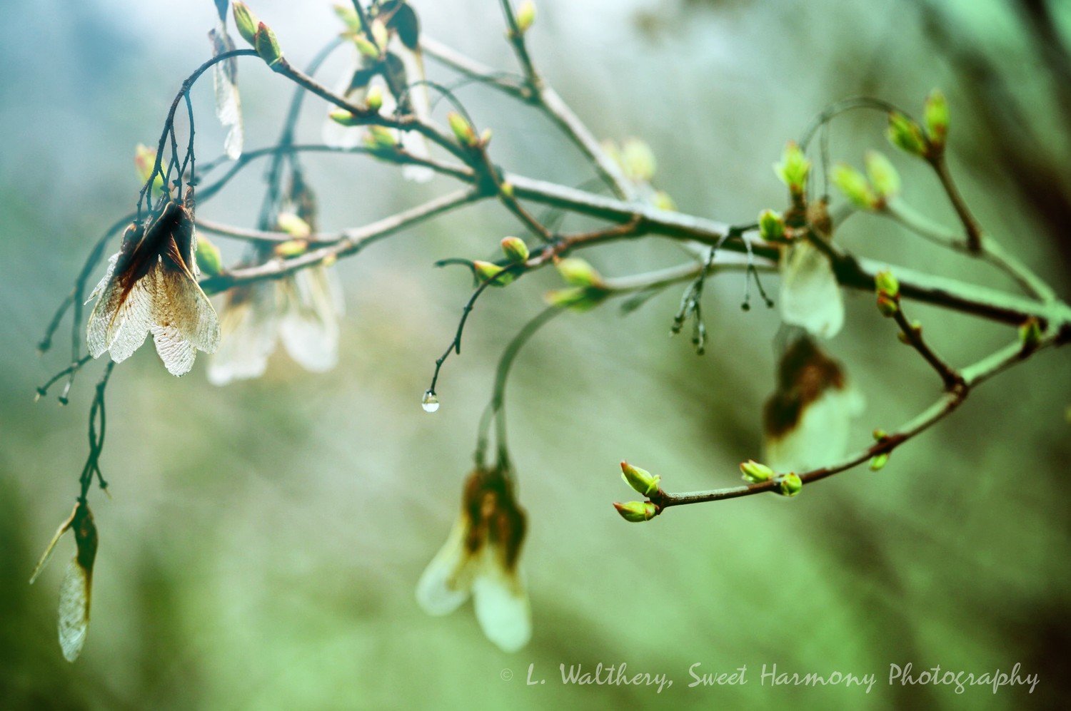 小清新,唯美,娇艳欲滴,花儿,春天,温暖,温馨一刻,清新淡雅,鸟语花香