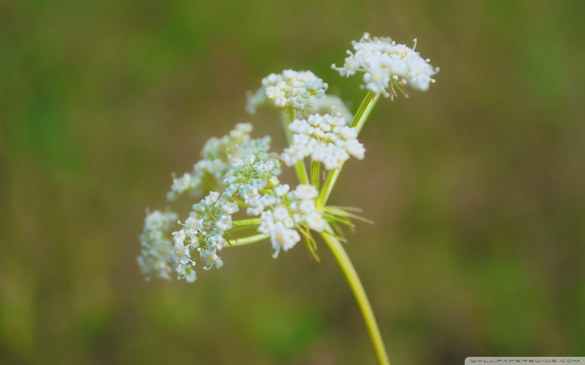 小清新,唯美,娇艳欲滴,花儿,春天,温暖,温馨一刻,清新淡雅,鸟语花香