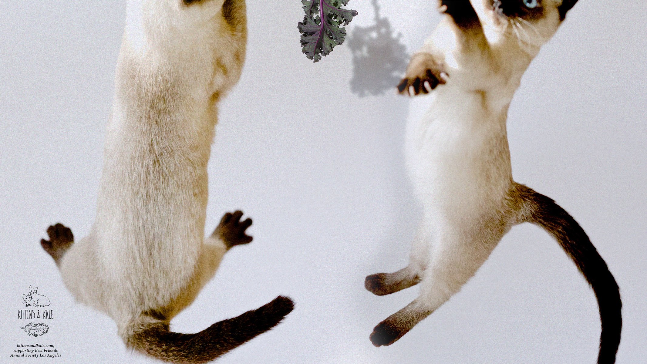 萌宠,动物,萌,可爱,宠物,古灵精怪,卖萌图,猫,喵星人