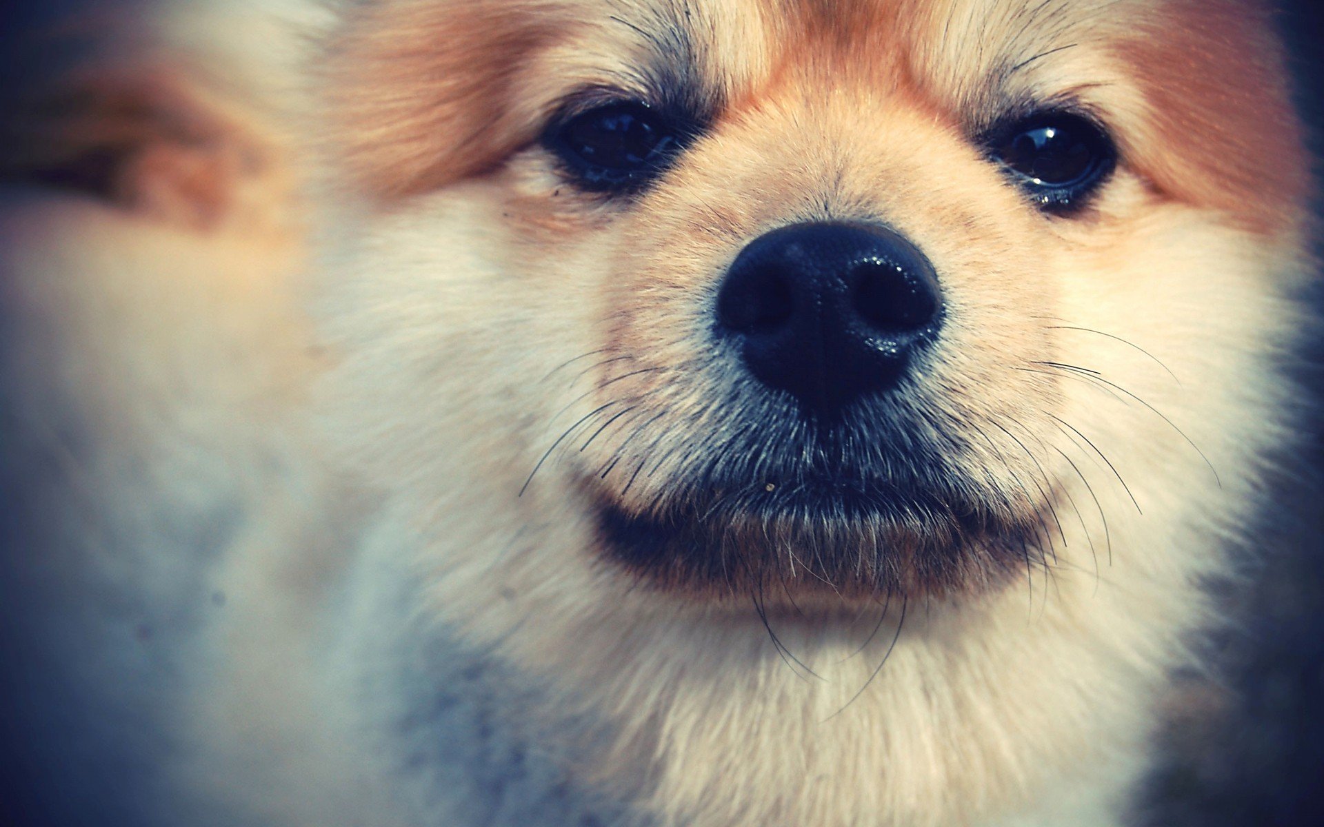 萌宠,动物,萌,可爱,宠物,古灵精怪,卖萌图,狗,汪星人