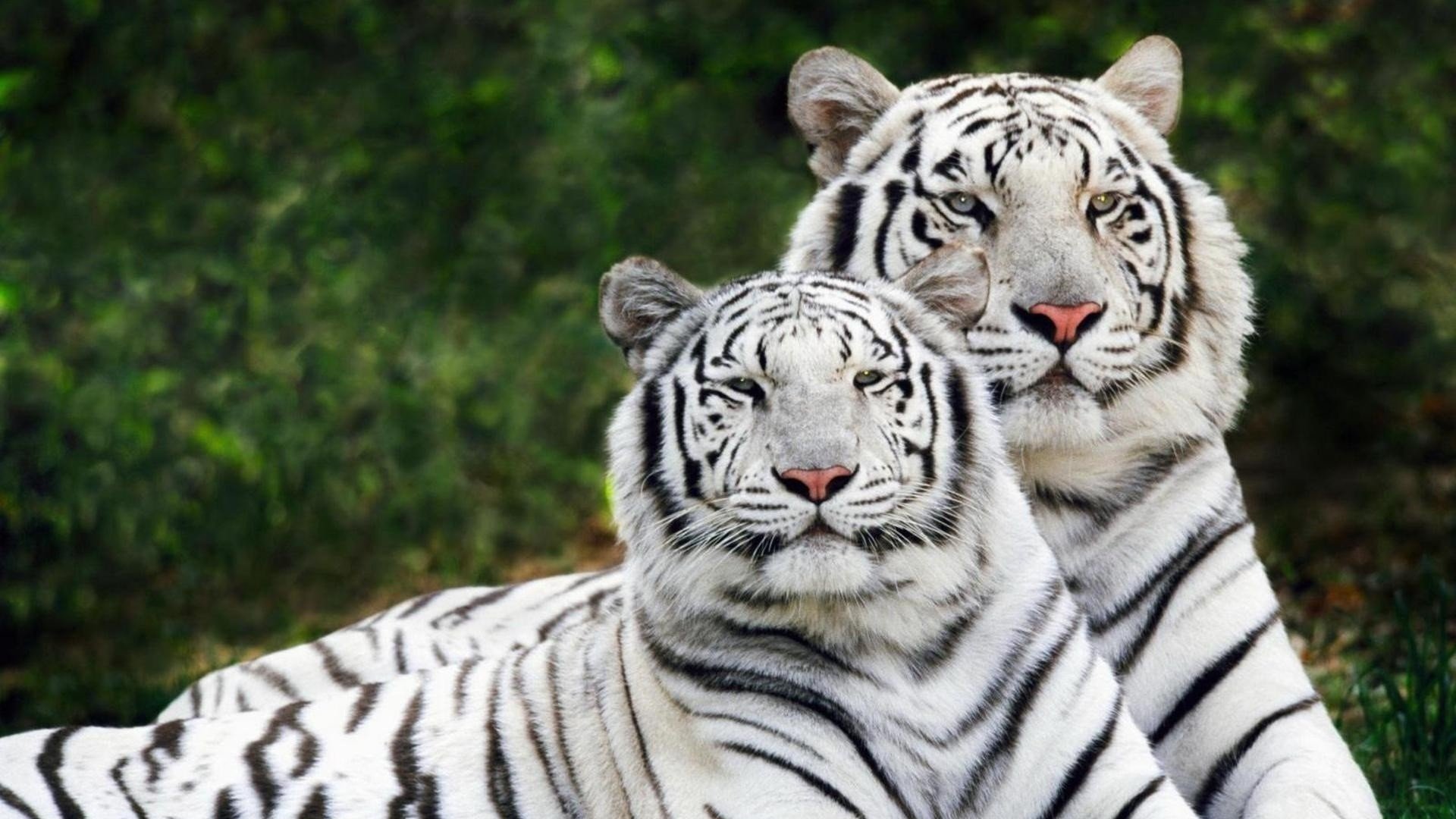 动物,野生动物,大自然,老虎