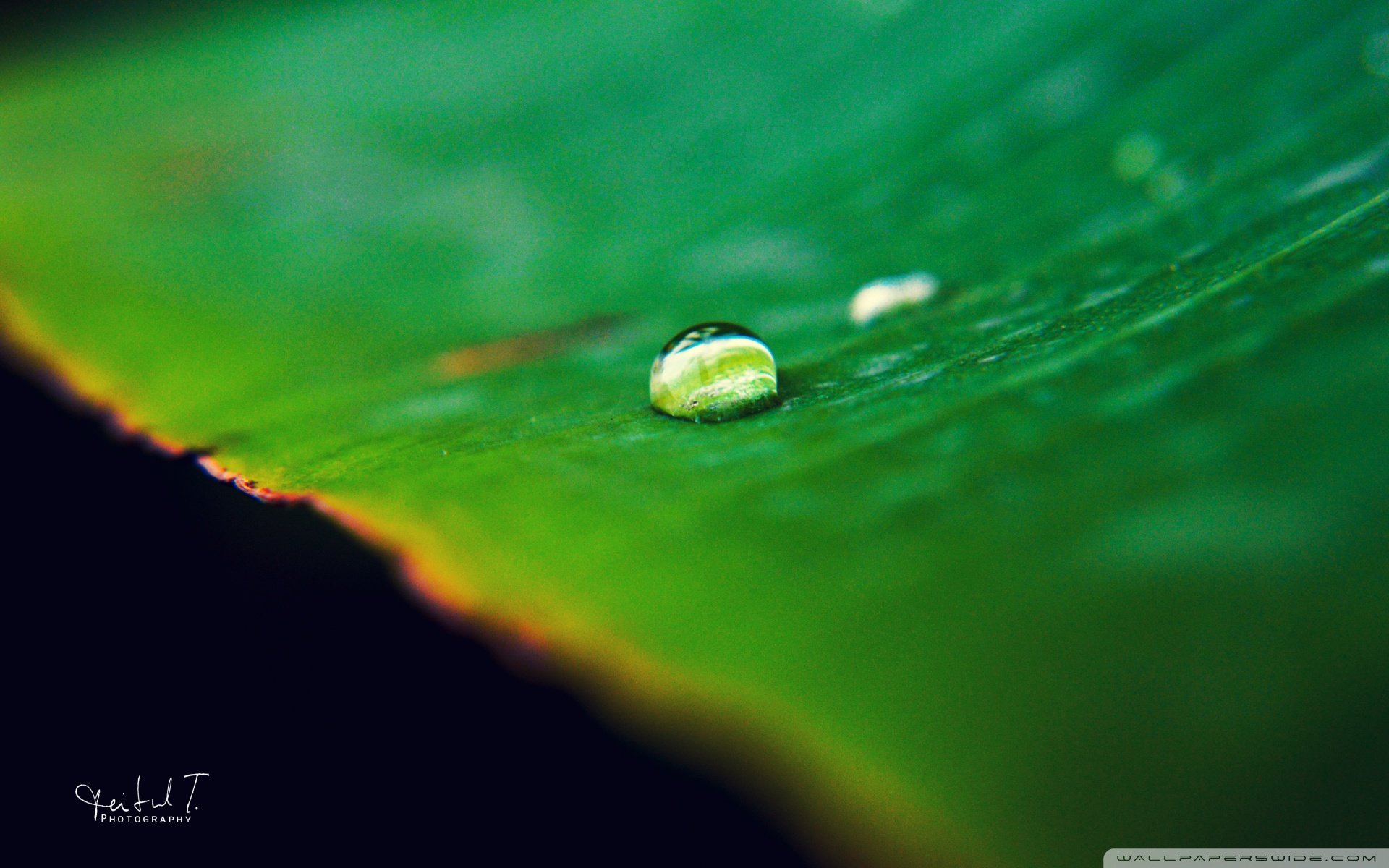 小清新,唯美,娇艳欲滴,花儿,春天,温暖,温馨一刻,清新淡雅,鸟语花香