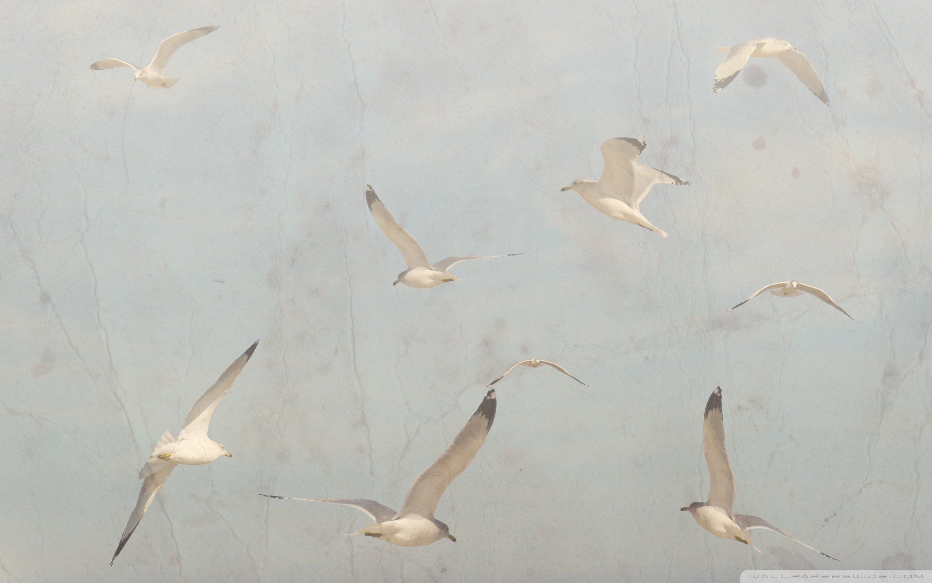 动物,野生动物,大自然,海鸥