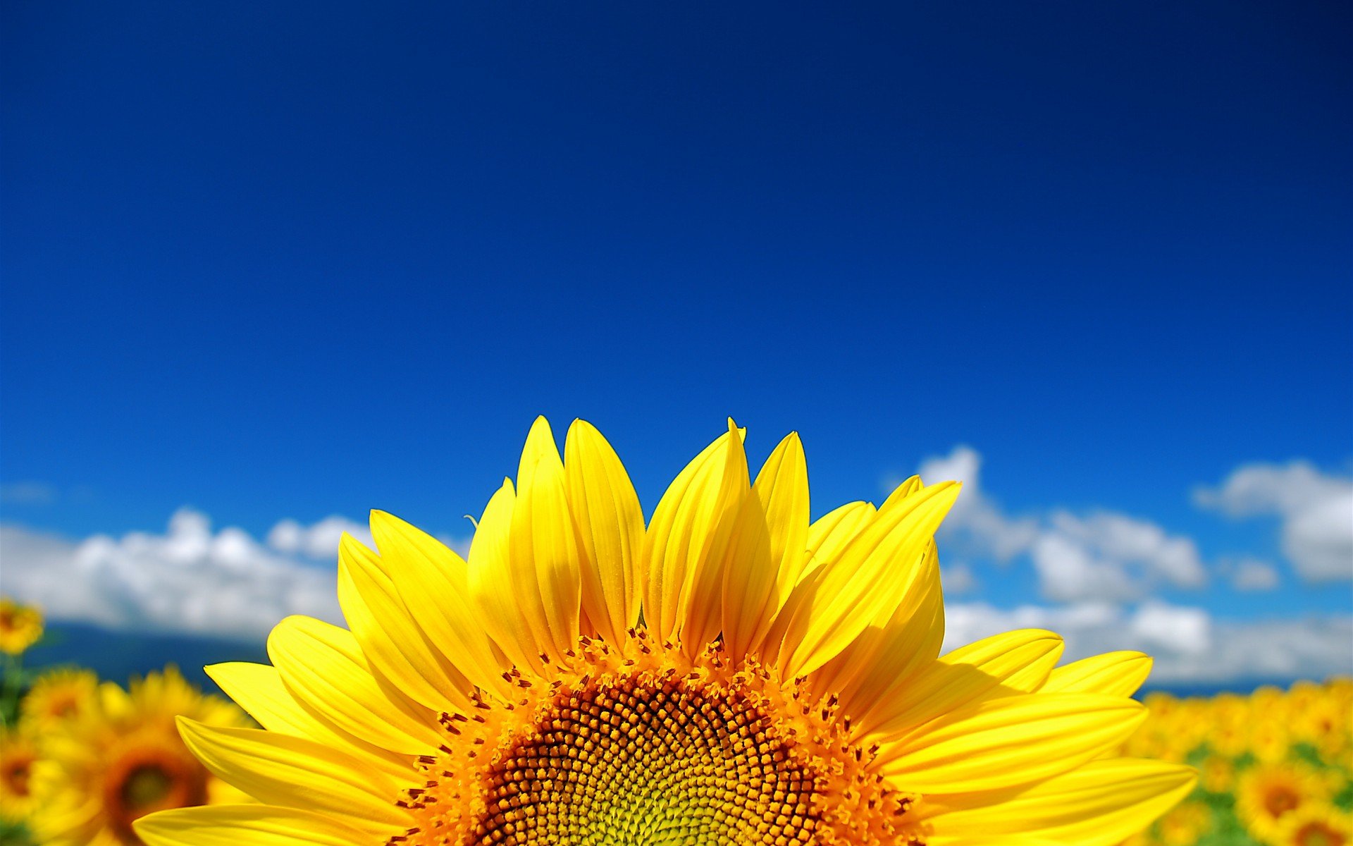 小清新,唯美,娇艳欲滴,花儿,春天,温暖,温馨一刻,清新淡雅,鸟语花香