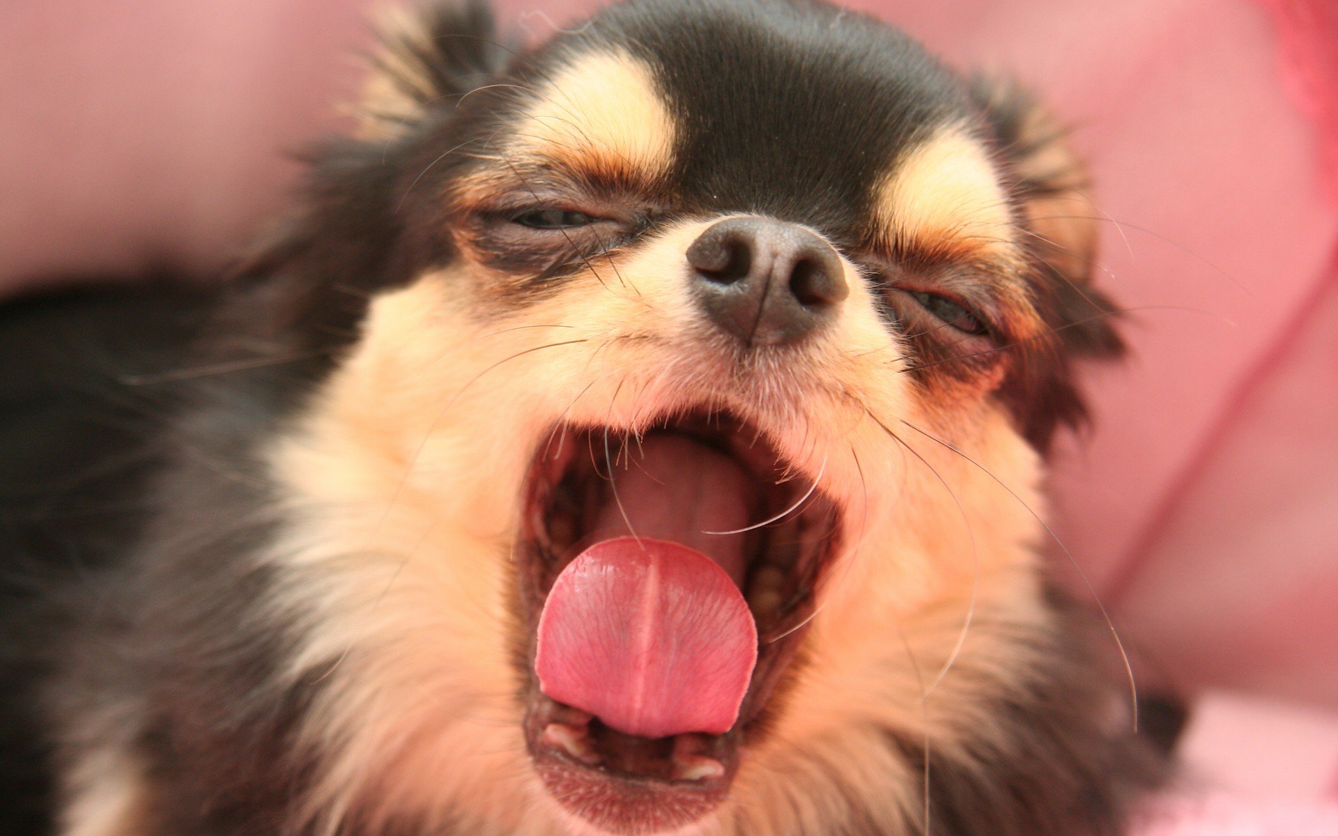 萌宠,动物,萌,可爱,宠物,古灵精怪,卖萌图,狗,汪星人