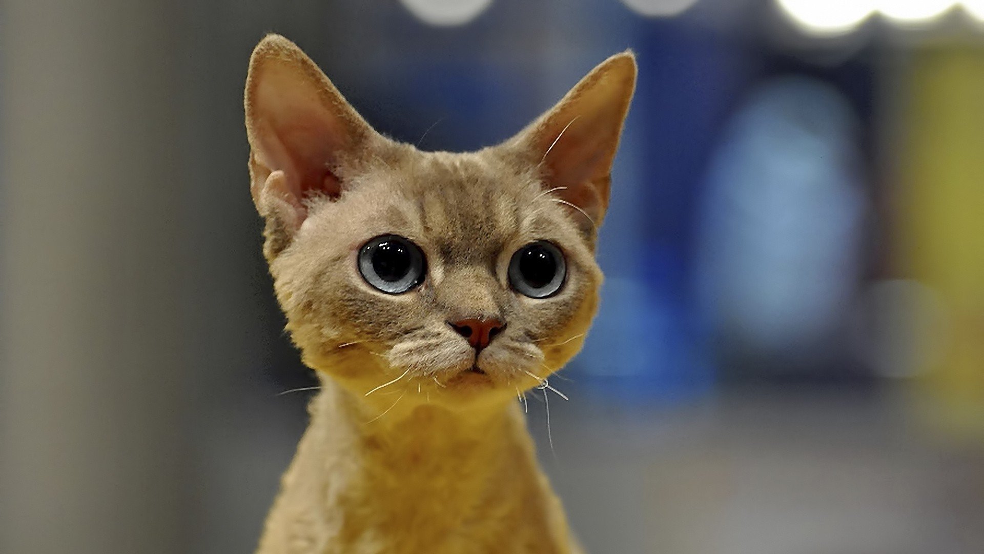 萌宠,动物,萌,可爱,宠物,古灵精怪,卖萌图,猫,喵星人