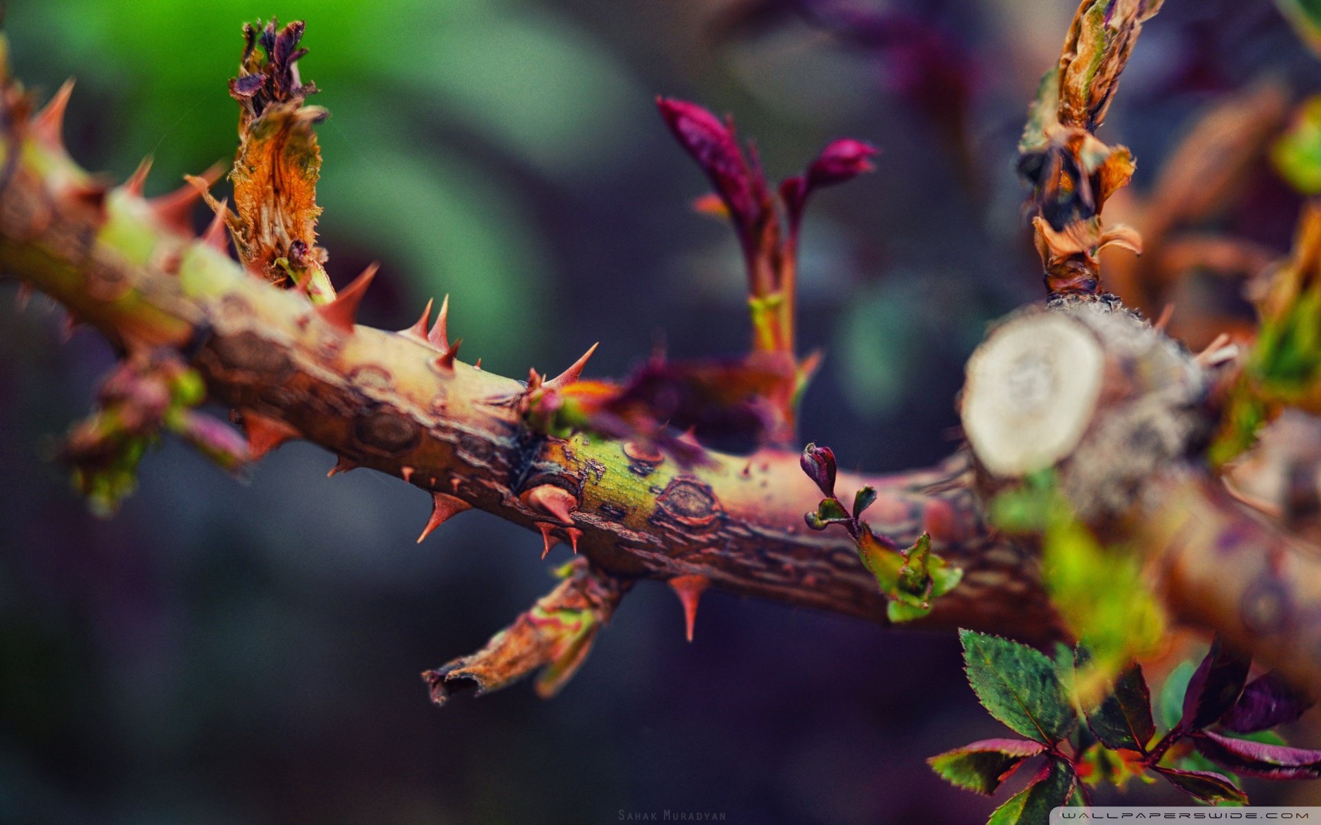 小清新,唯美,温暖,安静