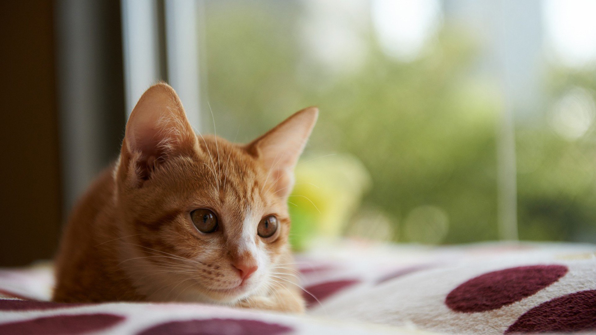 萌宠,动物,萌,可爱,宠物,古灵精怪,卖萌图,猫,喵星人