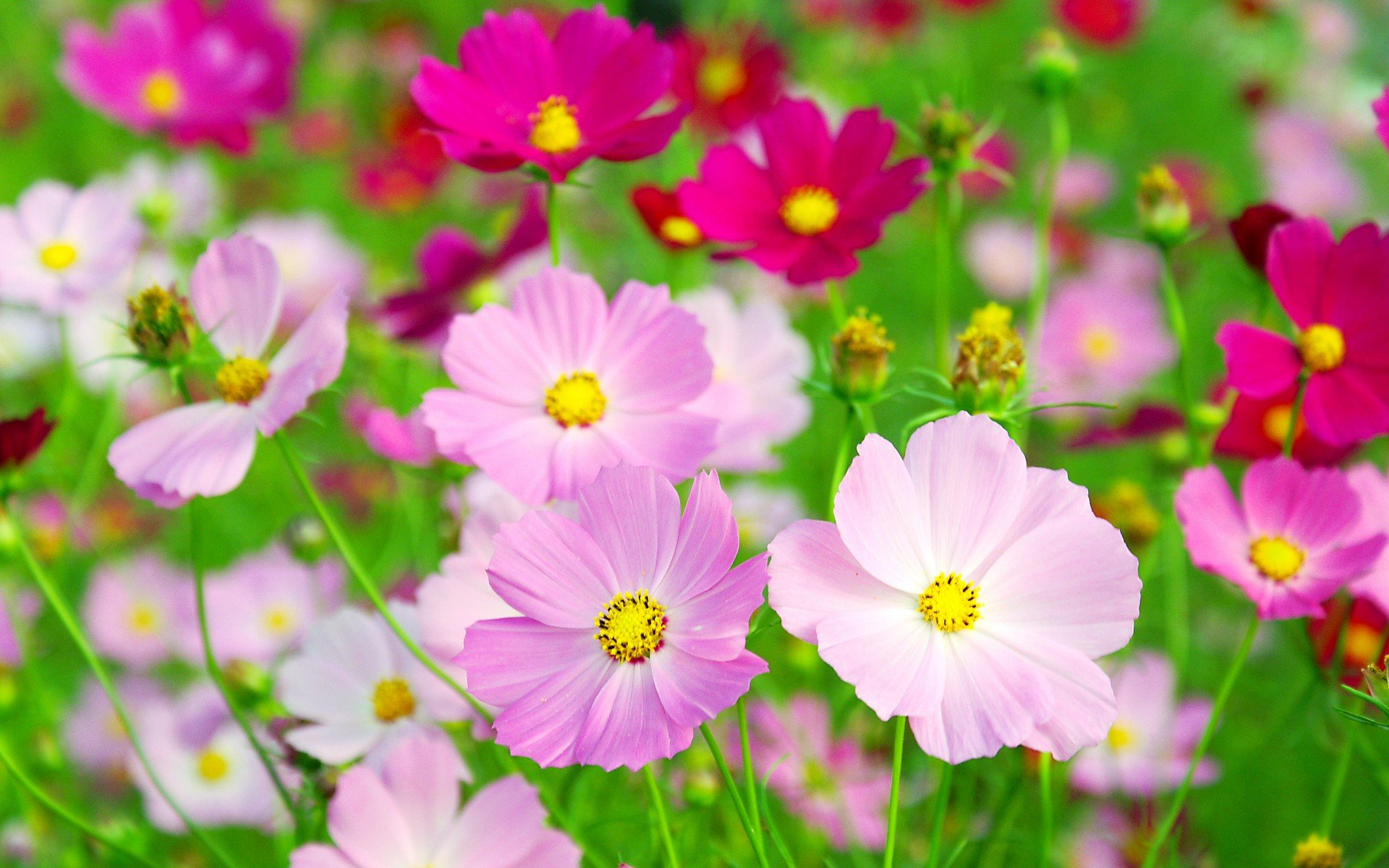 小清新,唯美,娇艳欲滴,花儿,春天,温暖,温馨一刻,清新淡雅,鸟语花香