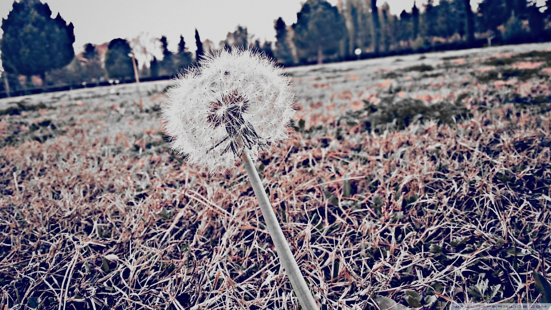 小清新,唯美,温暖,安静