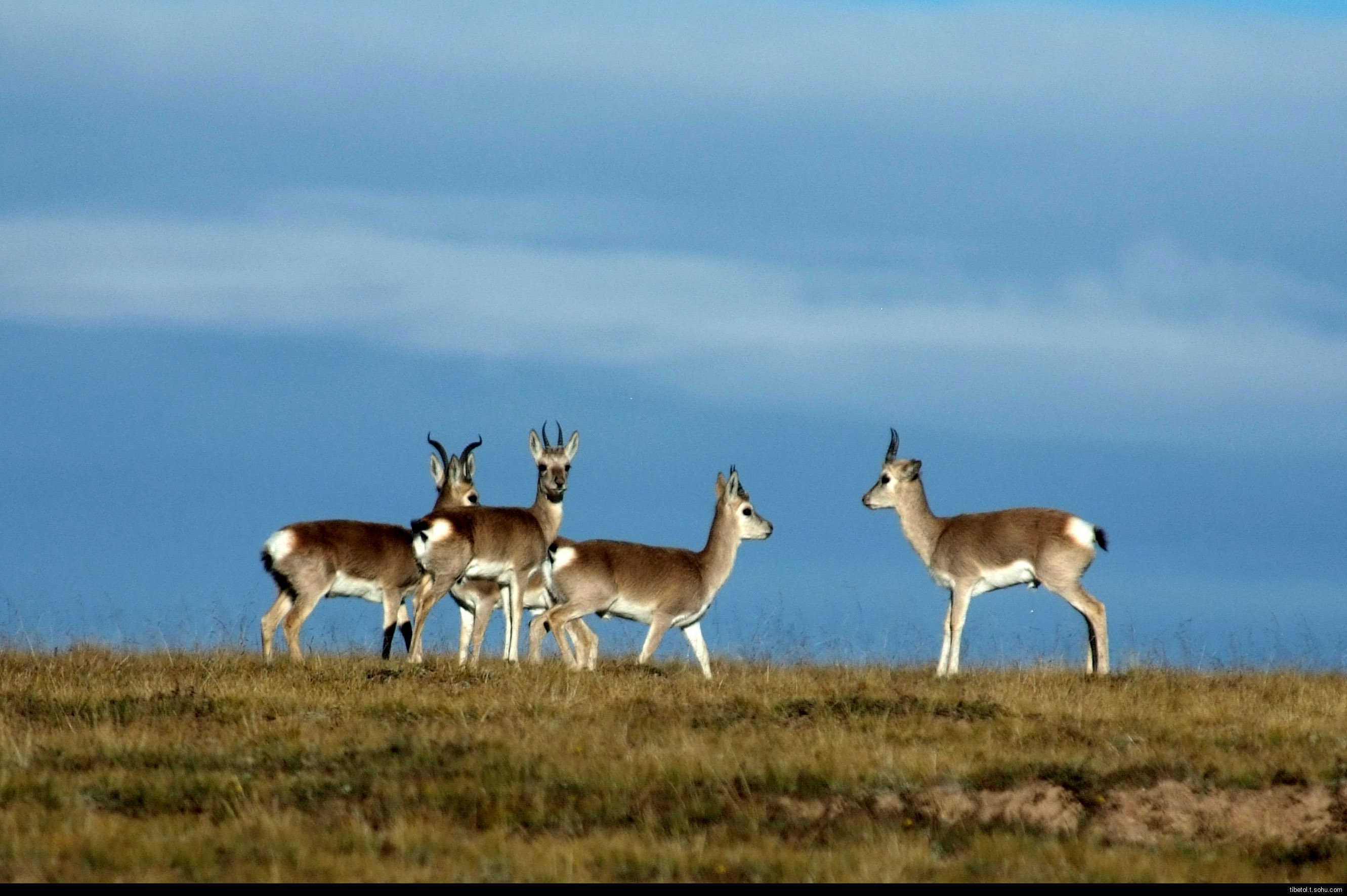 风景,自然风光,旅行,天堂,西藏,旅游胜地,自由,净化心灵
