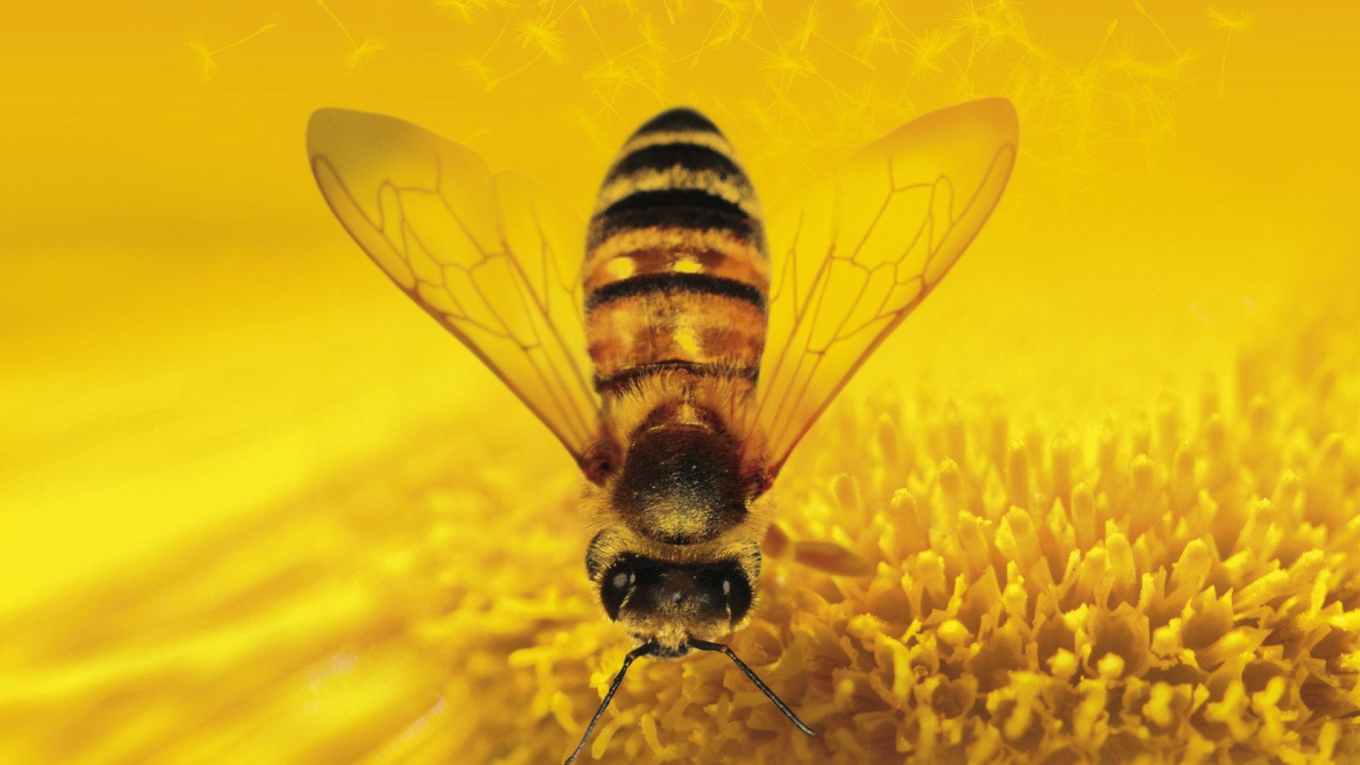 小清新,唯美,娇艳欲滴,花儿,春天,温暖,温馨一刻,清新淡雅,鸟语花香