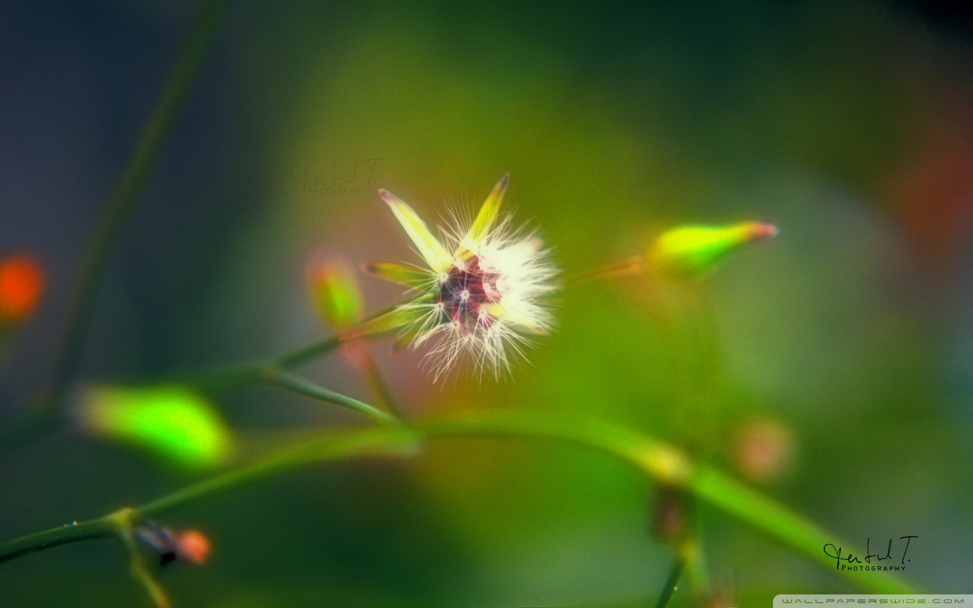 小清新,风景,自然风光,绿色植物,绿色养眼,春天,唯美,安静