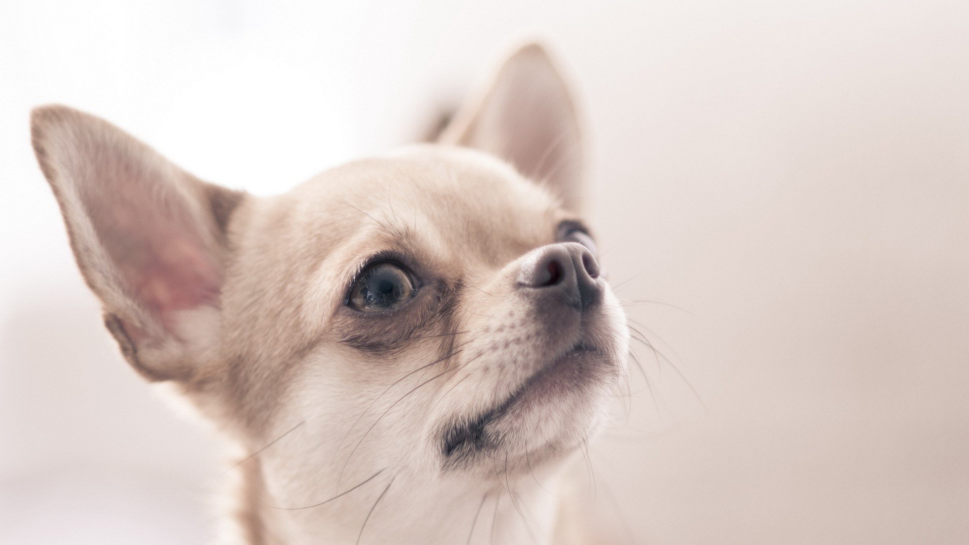 萌宠,动物,萌,可爱,宠物,古灵精怪,卖萌图,狗,汪星人