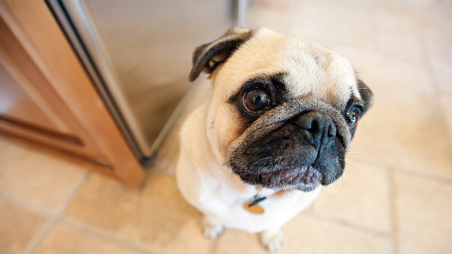 萌宠,动物,萌,可爱,宠物,古灵精怪,卖萌图,狗,汪星人