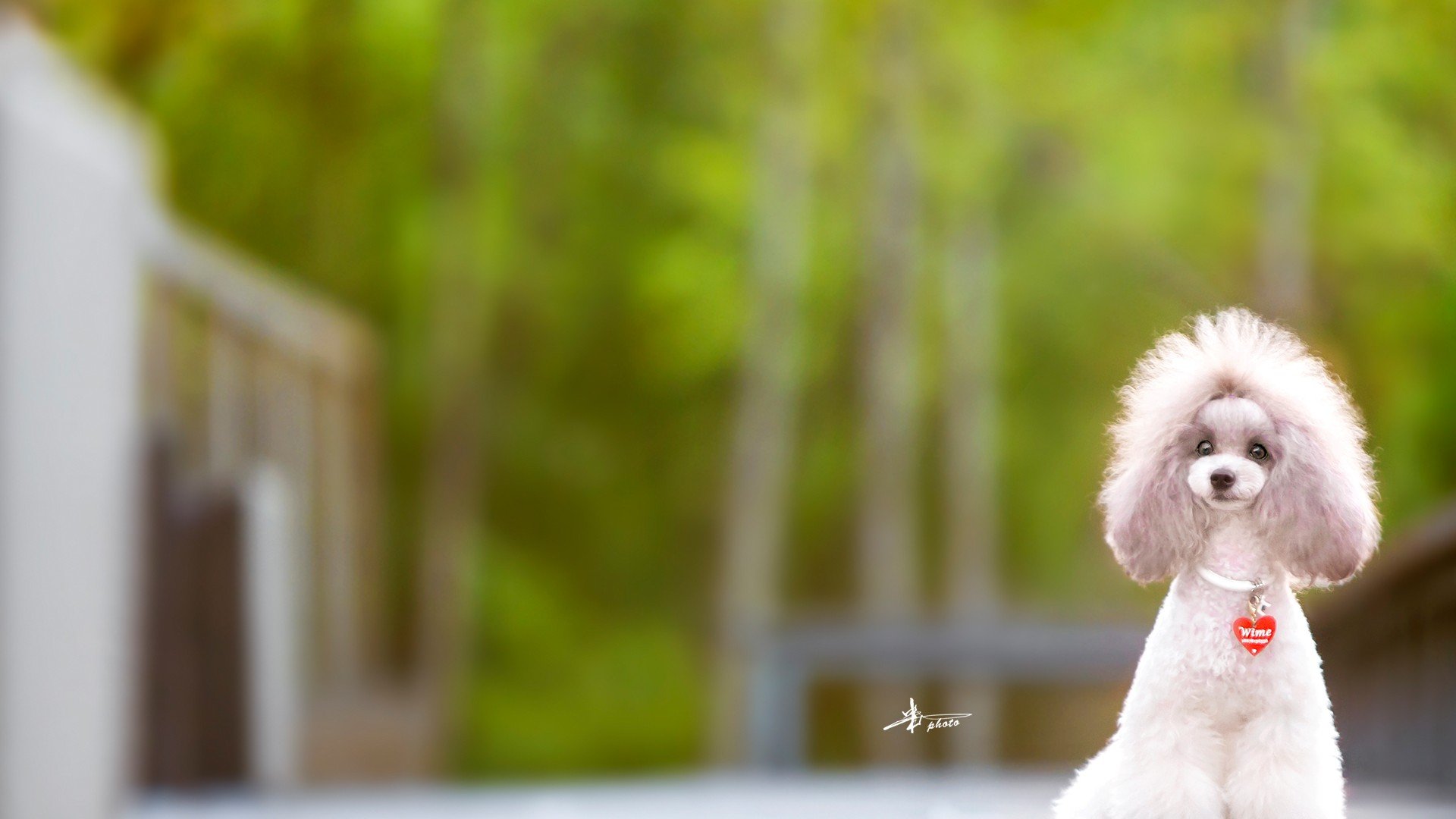 萌宠,动物,萌,可爱,宠物,古灵精怪,卖萌图,狗,汪星人