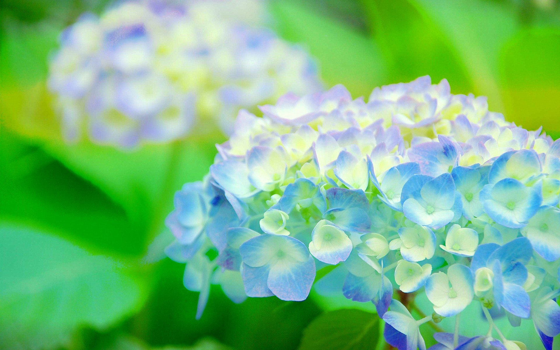 小清新,唯美,娇艳欲滴,花儿,春天,温暖,温馨一刻,清新淡雅,鸟语花香