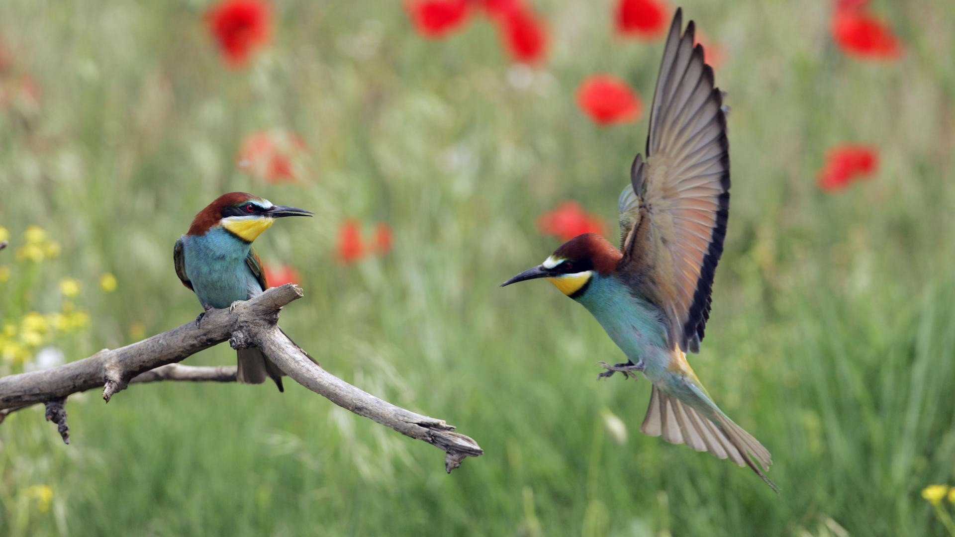 动物,野生动物,大自然,鸟