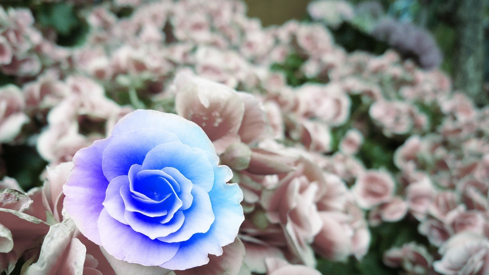 小清新,唯美,娇艳欲滴,花儿,春天,温暖,温馨一刻,清新淡雅,鸟语花香