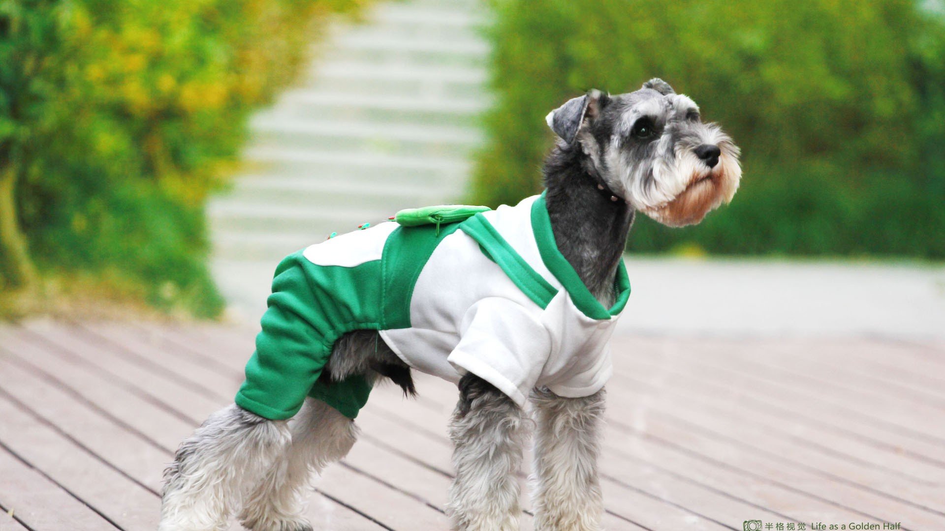 萌宠,动物,萌,可爱,宠物,古灵精怪,卖萌图,狗,汪星人