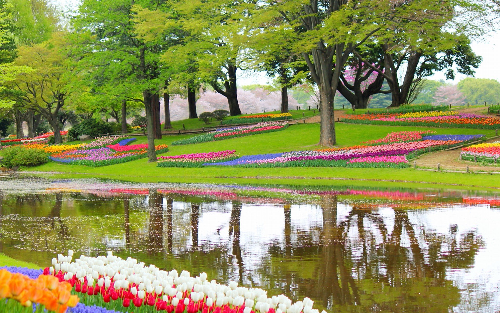 小清新,唯美,娇艳欲滴,花儿,春天,温暖,温馨一刻,清新淡雅,鸟语花香