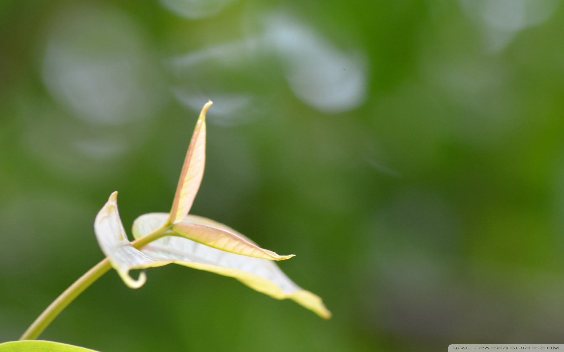 小清新,唯美,娇艳欲滴,花儿,春天,温暖,温馨一刻,清新淡雅,鸟语花香