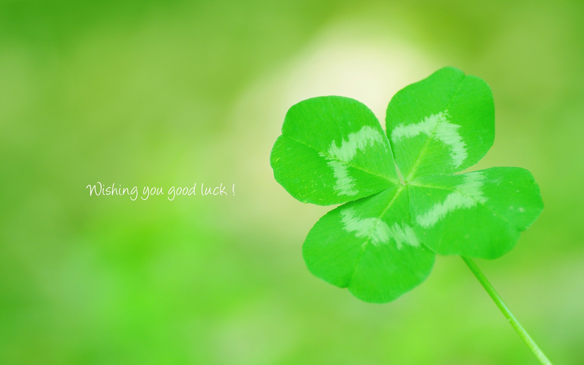 温馨一刻,小清新,风景,绿色养眼,三叶草,幸运草,植物