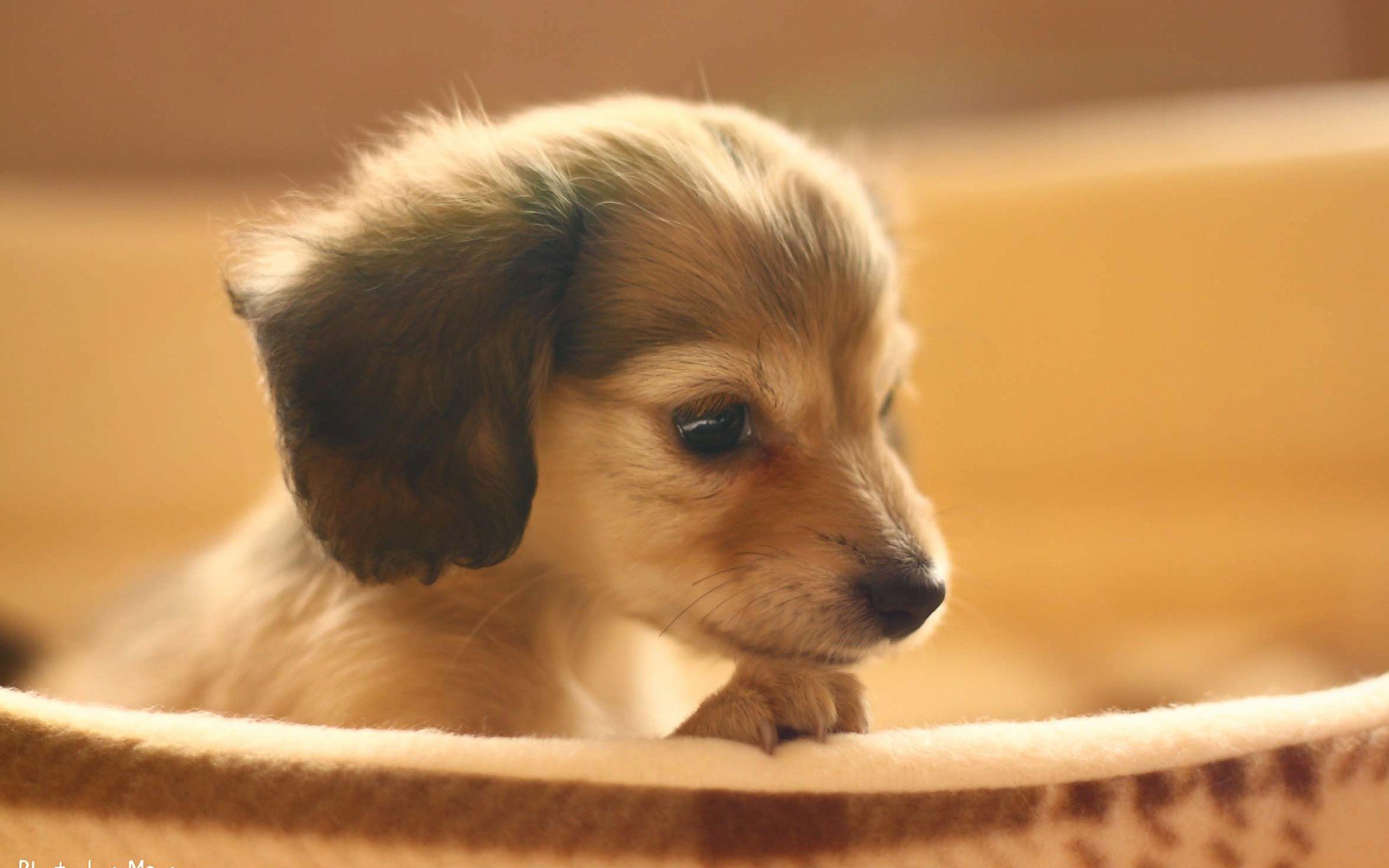 萌宠,动物,萌,可爱,宠物,古灵精怪,卖萌图,狗,汪星人