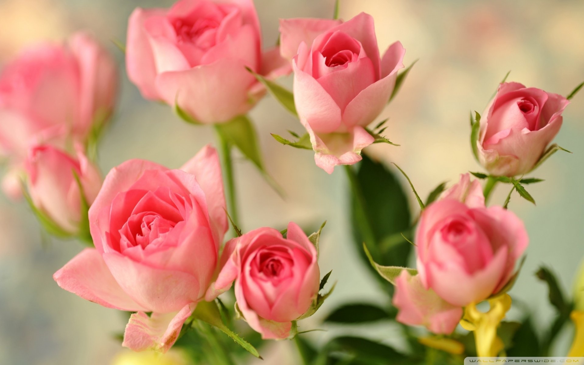 小清新,唯美,娇艳欲滴,花儿,春天,温暖,温馨一刻,清新淡雅,鸟语花香