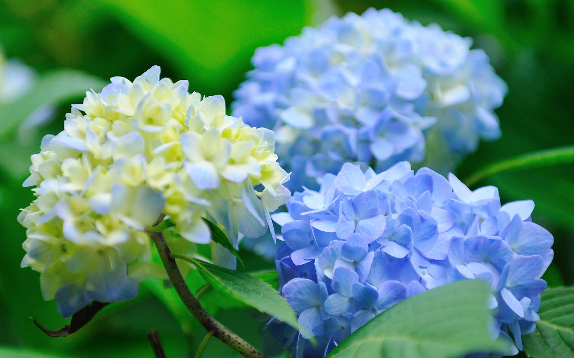 小清新,唯美,娇艳欲滴,花儿,春天,温暖,温馨一刻,清新淡雅,鸟语花香