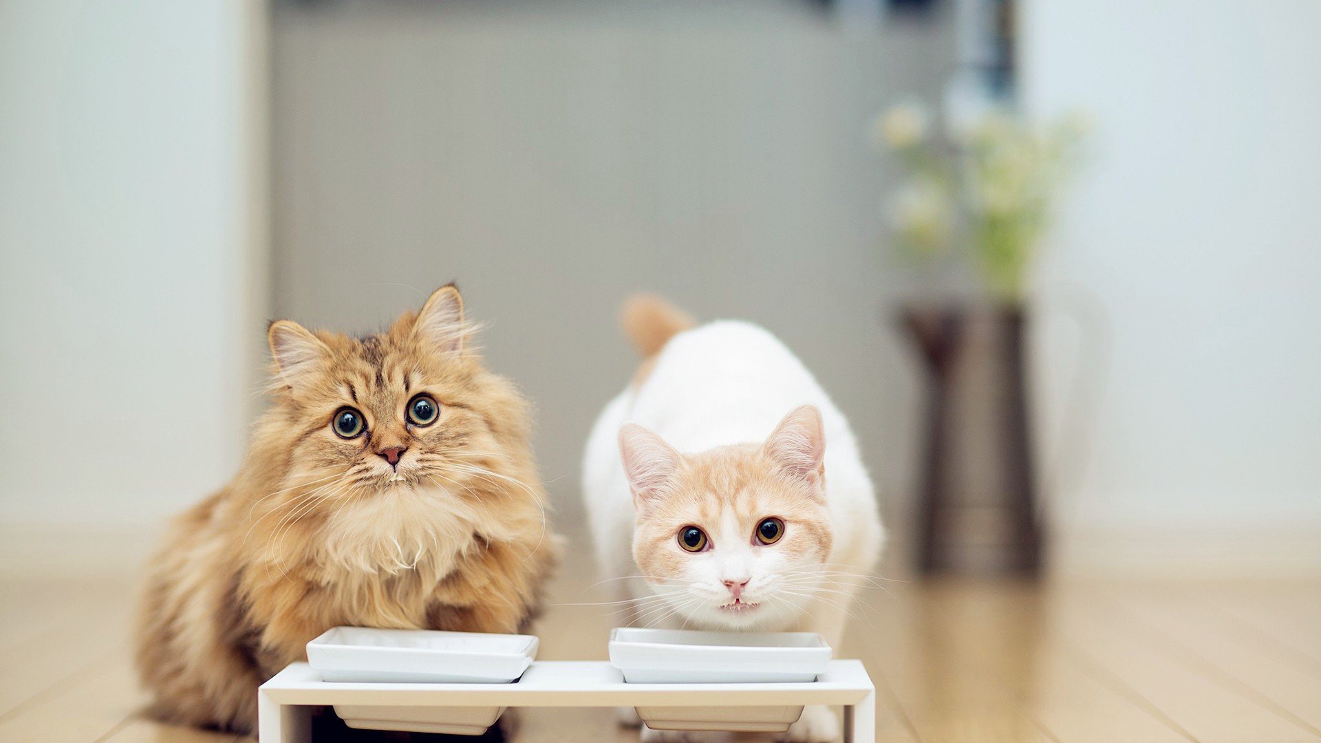 萌宠,动物,萌,可爱,宠物,古灵精怪,卖萌图,猫,喵星人