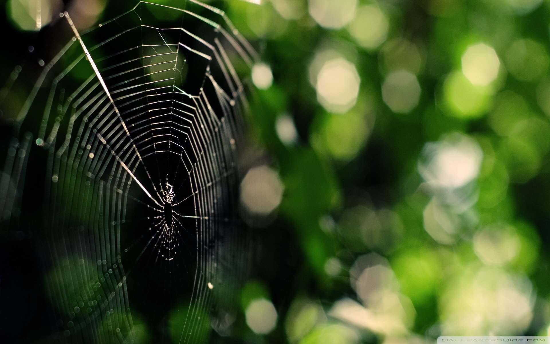 风景,自然风光,夏季,蛛丝,网,蛛网