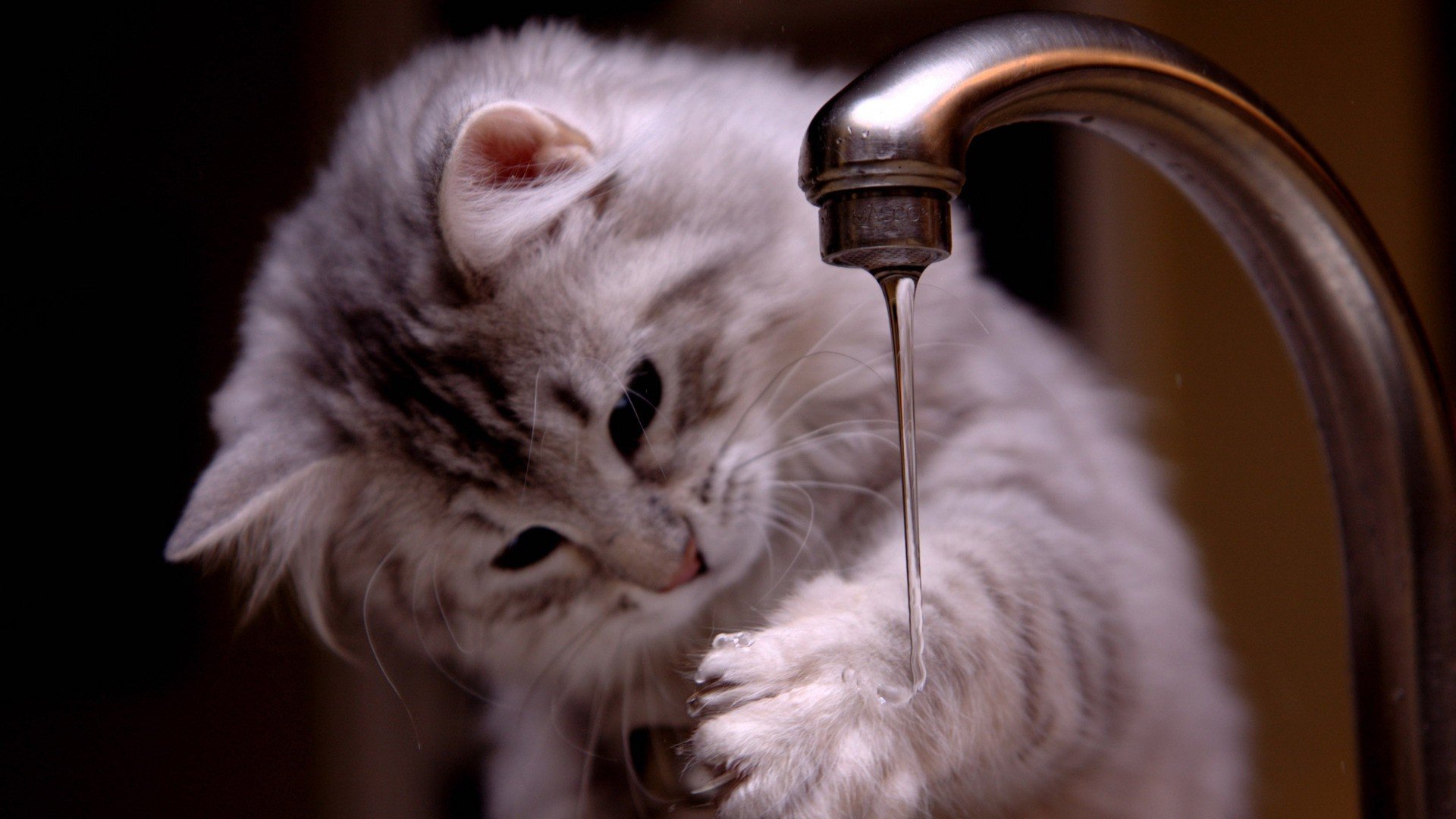 动物,萌宠,喵星人,猫咪,猫爪